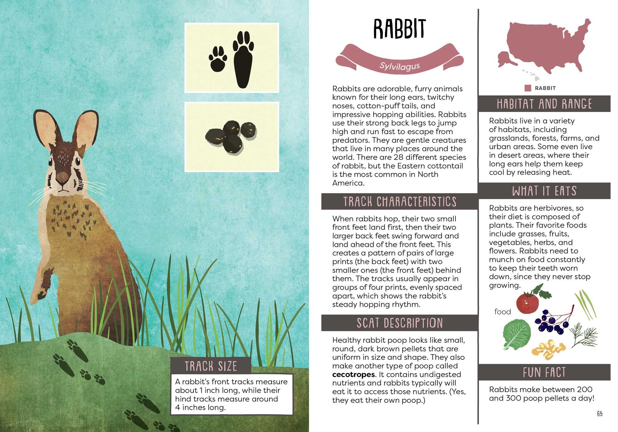 Kid's Guide to Backyard Animal Tracks and Scat