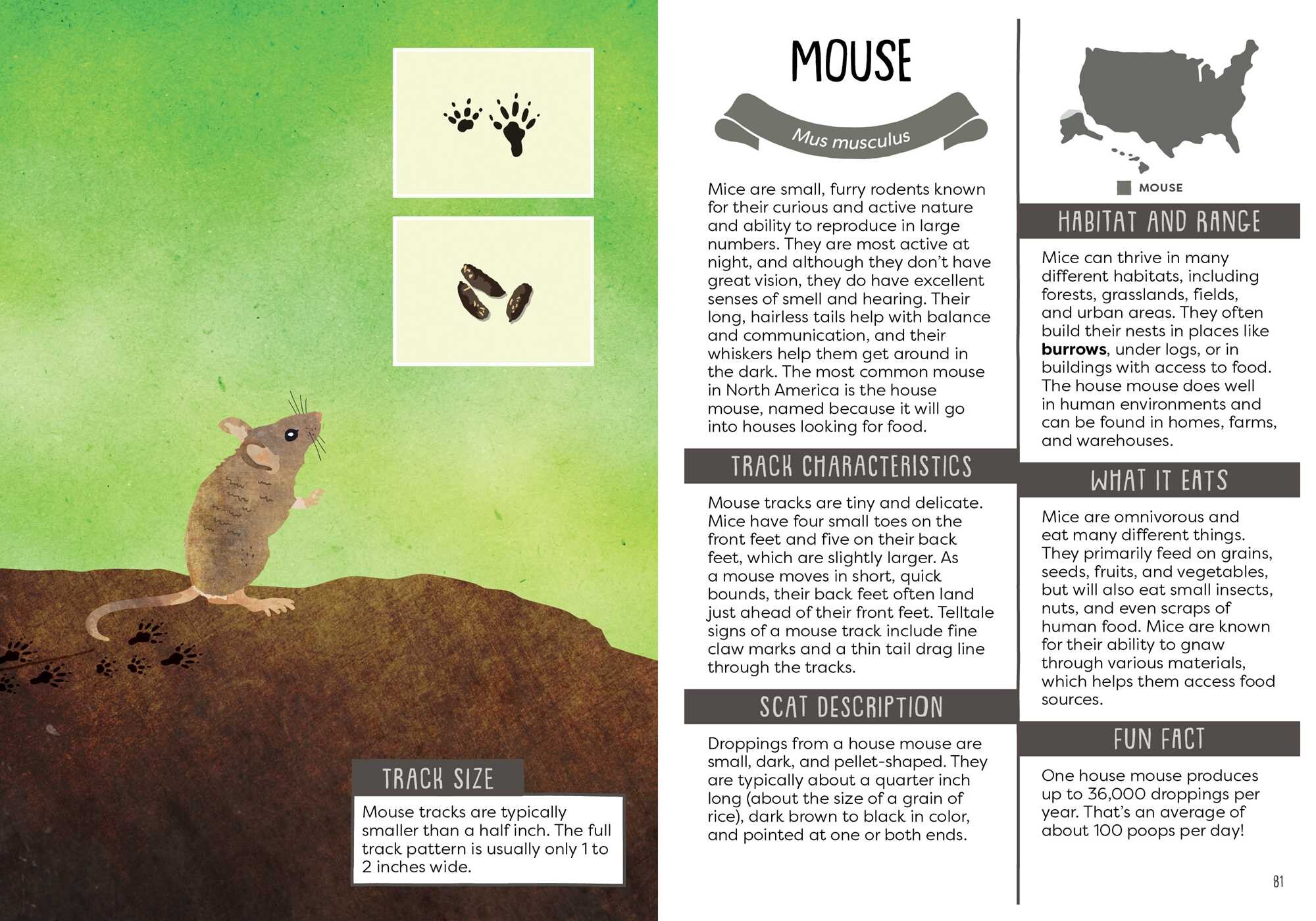 Kid's Guide to Backyard Animal Tracks and Scat