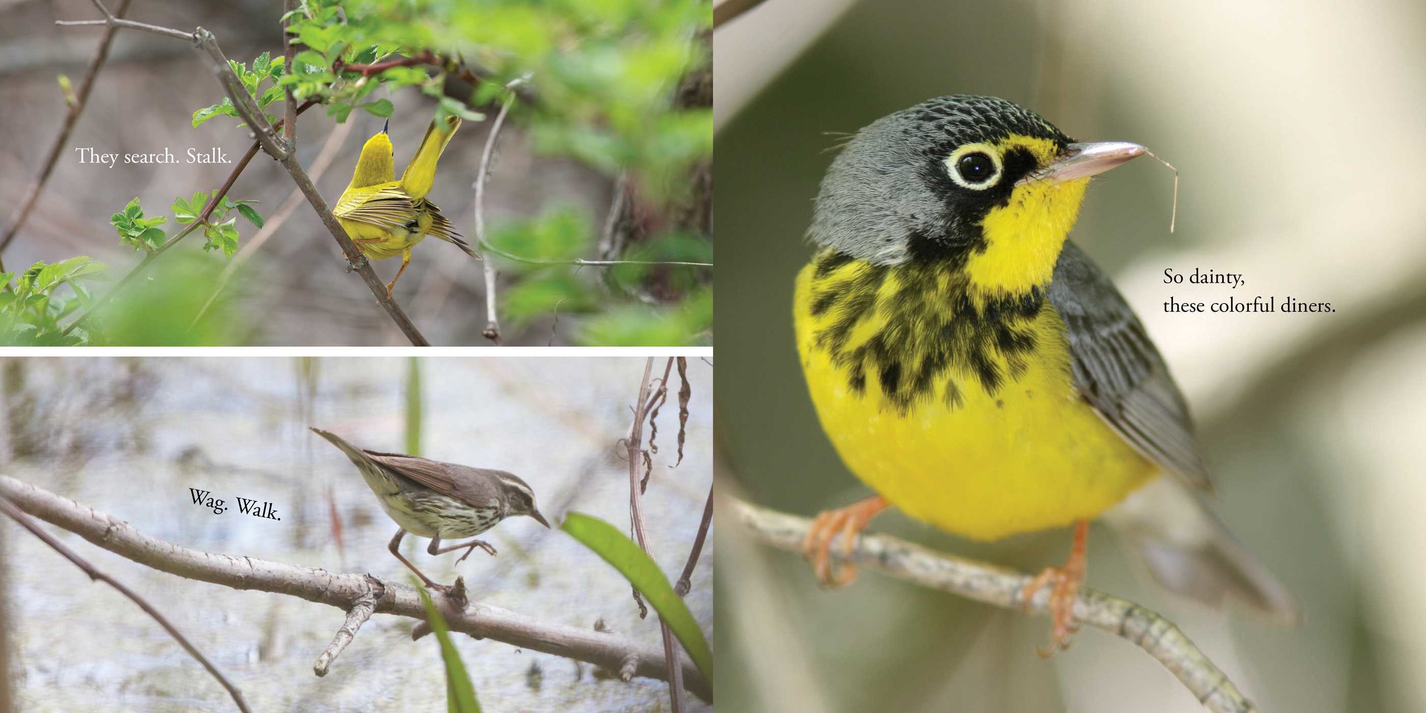 Warbler Wave