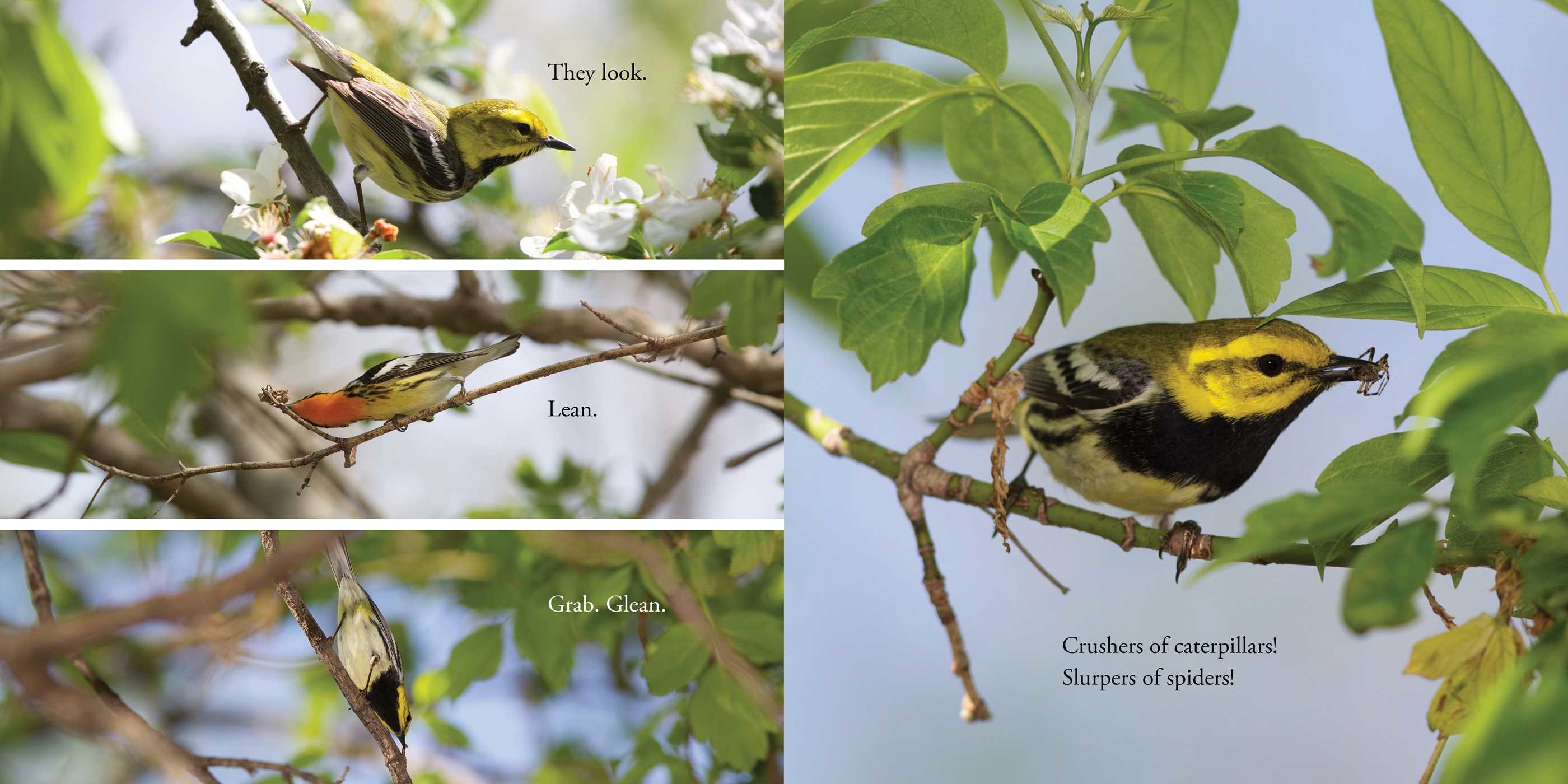 Warbler Wave