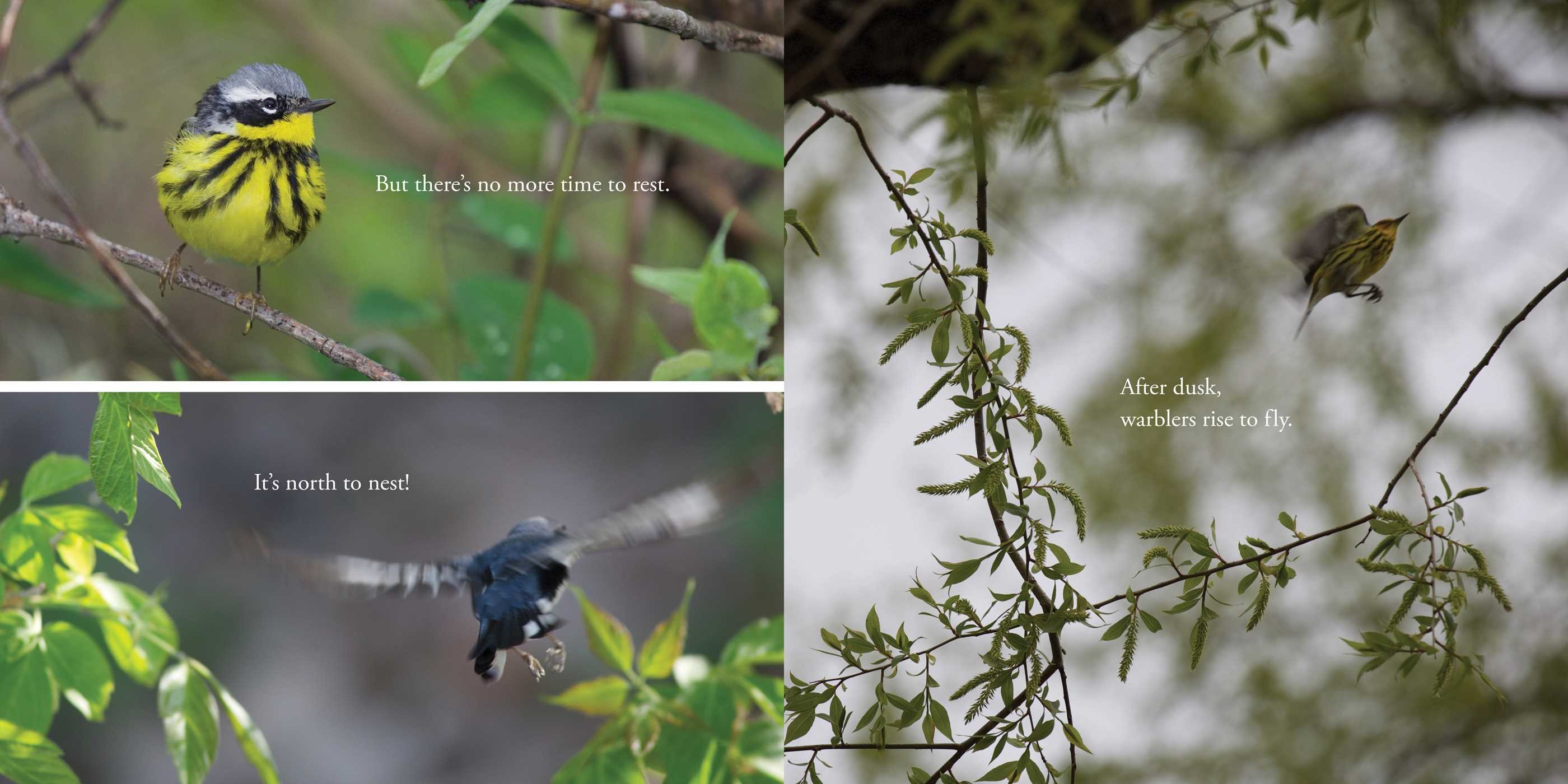 Warbler Wave