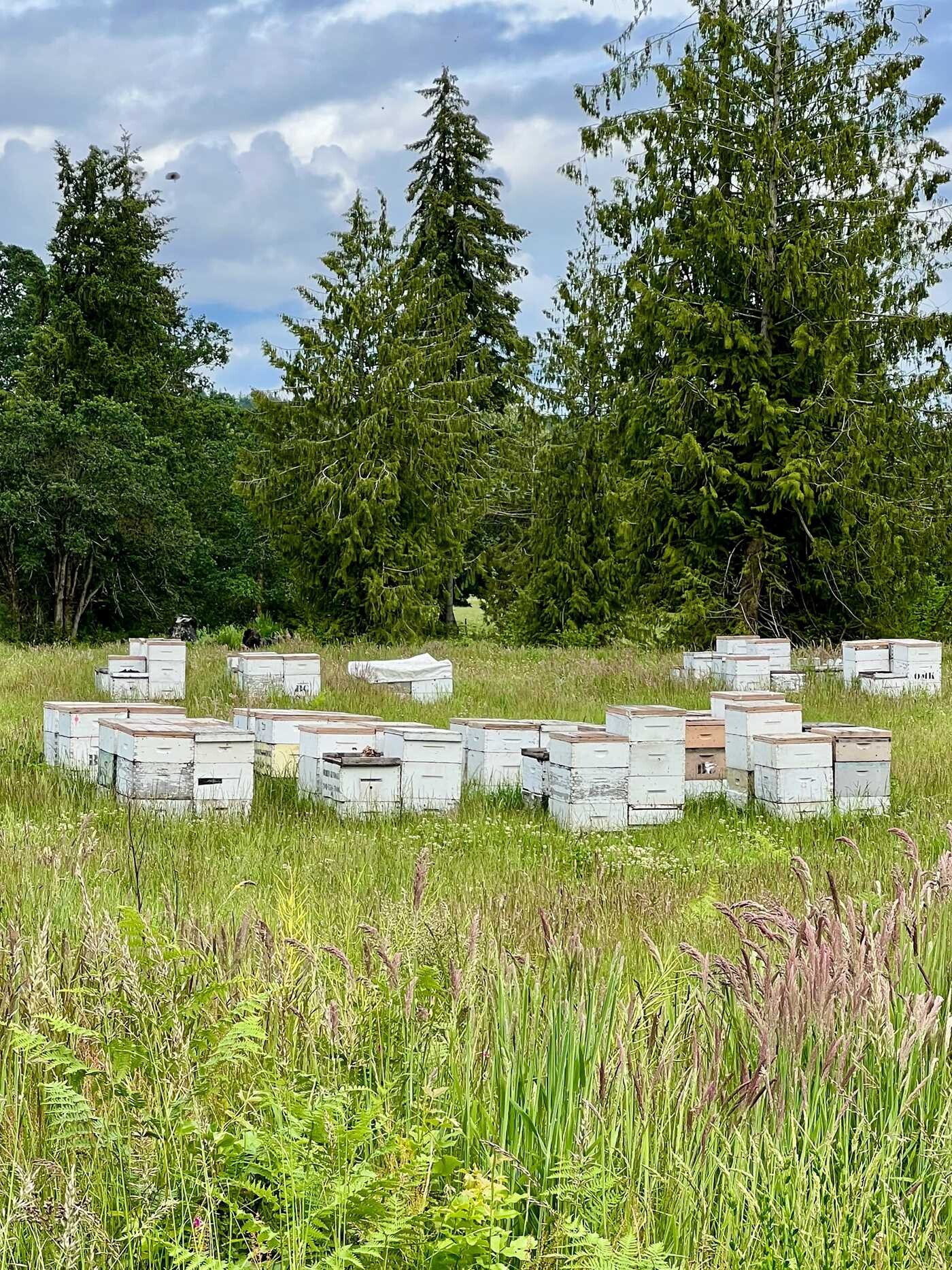 Beekeeping Today
