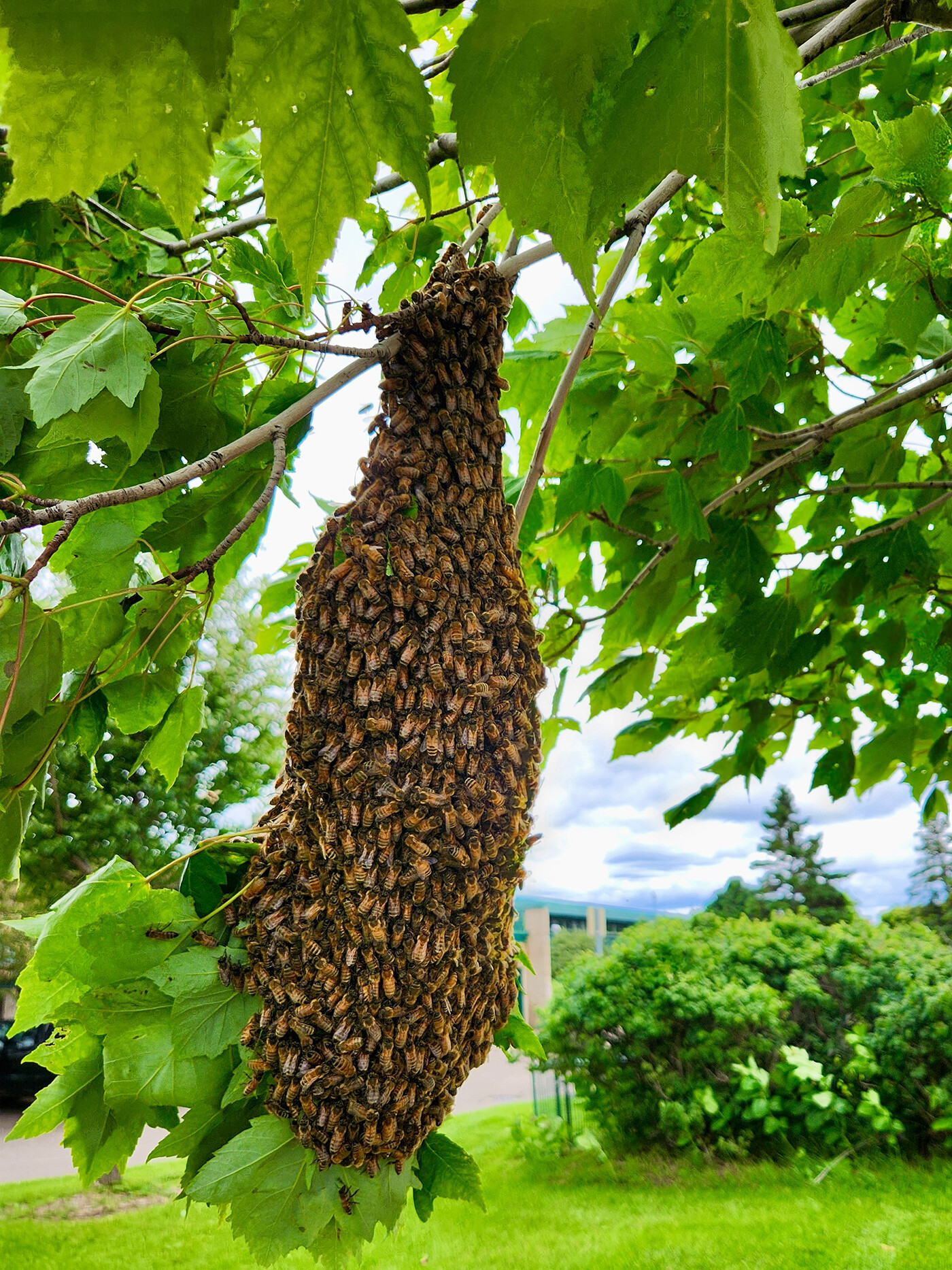 Beekeeping Today