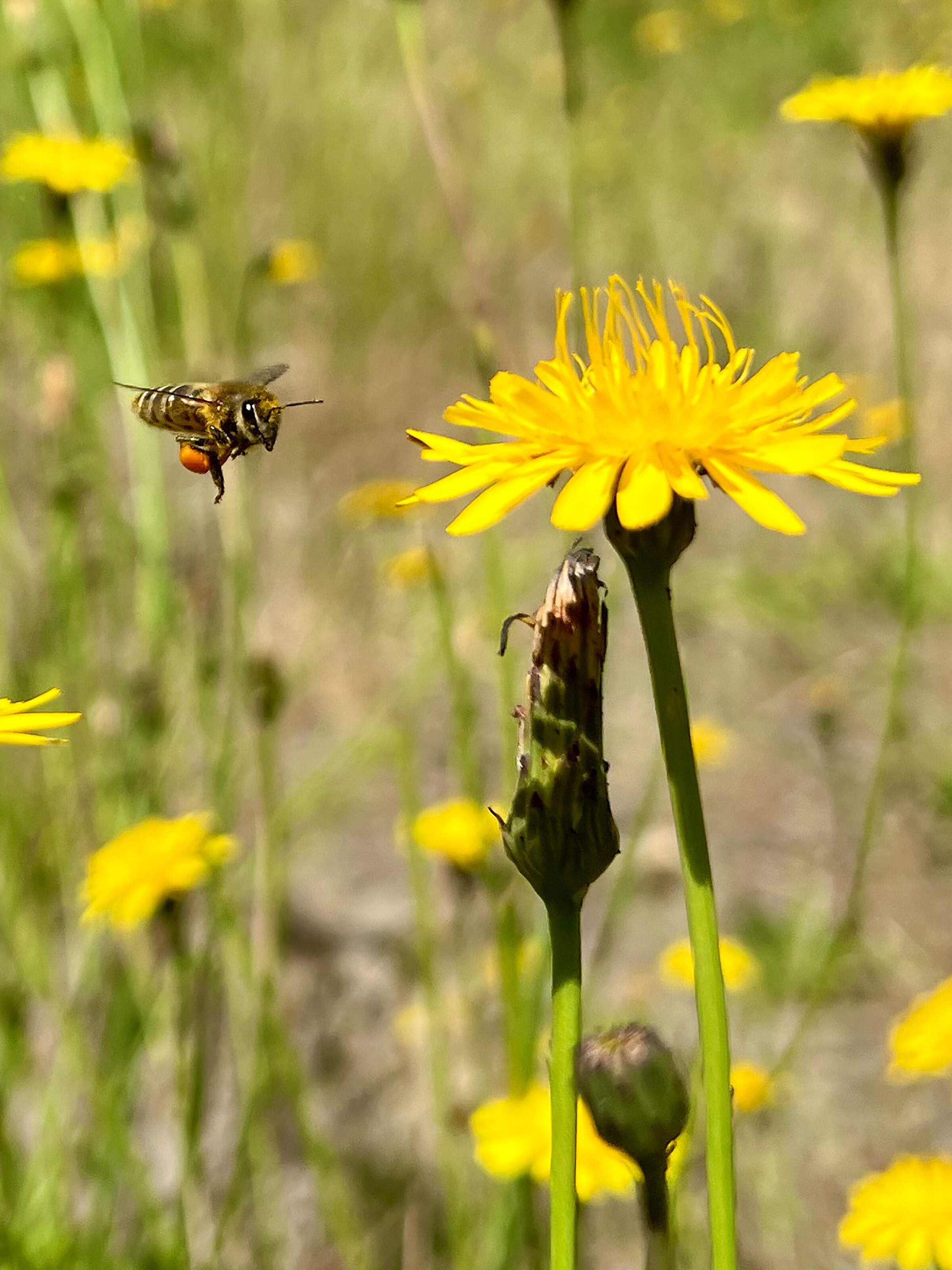 Beekeeping Today