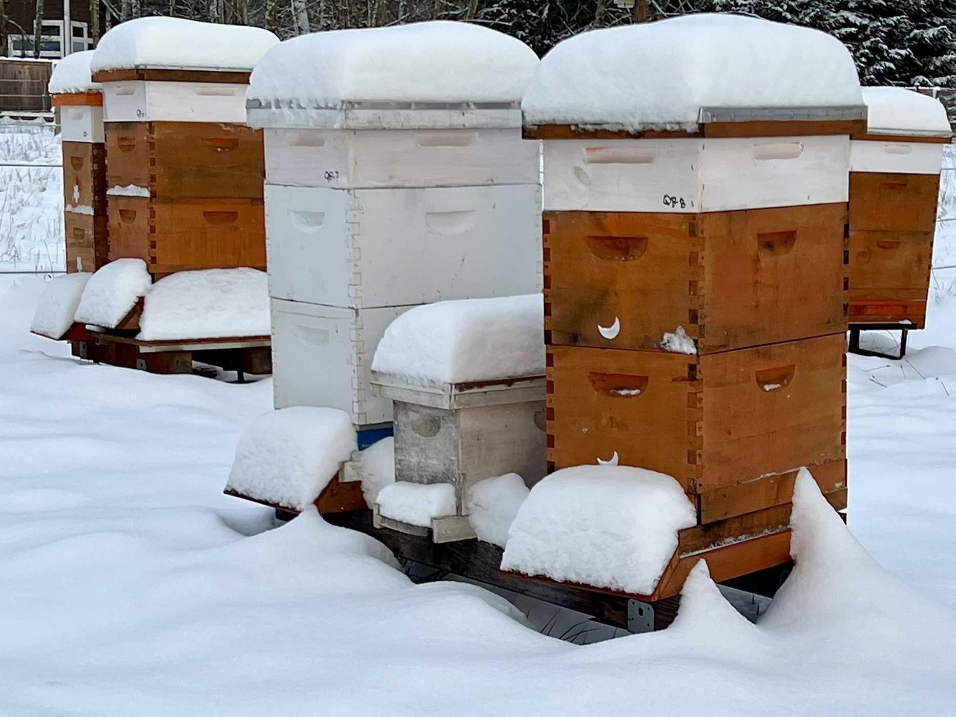 Beekeeping Today