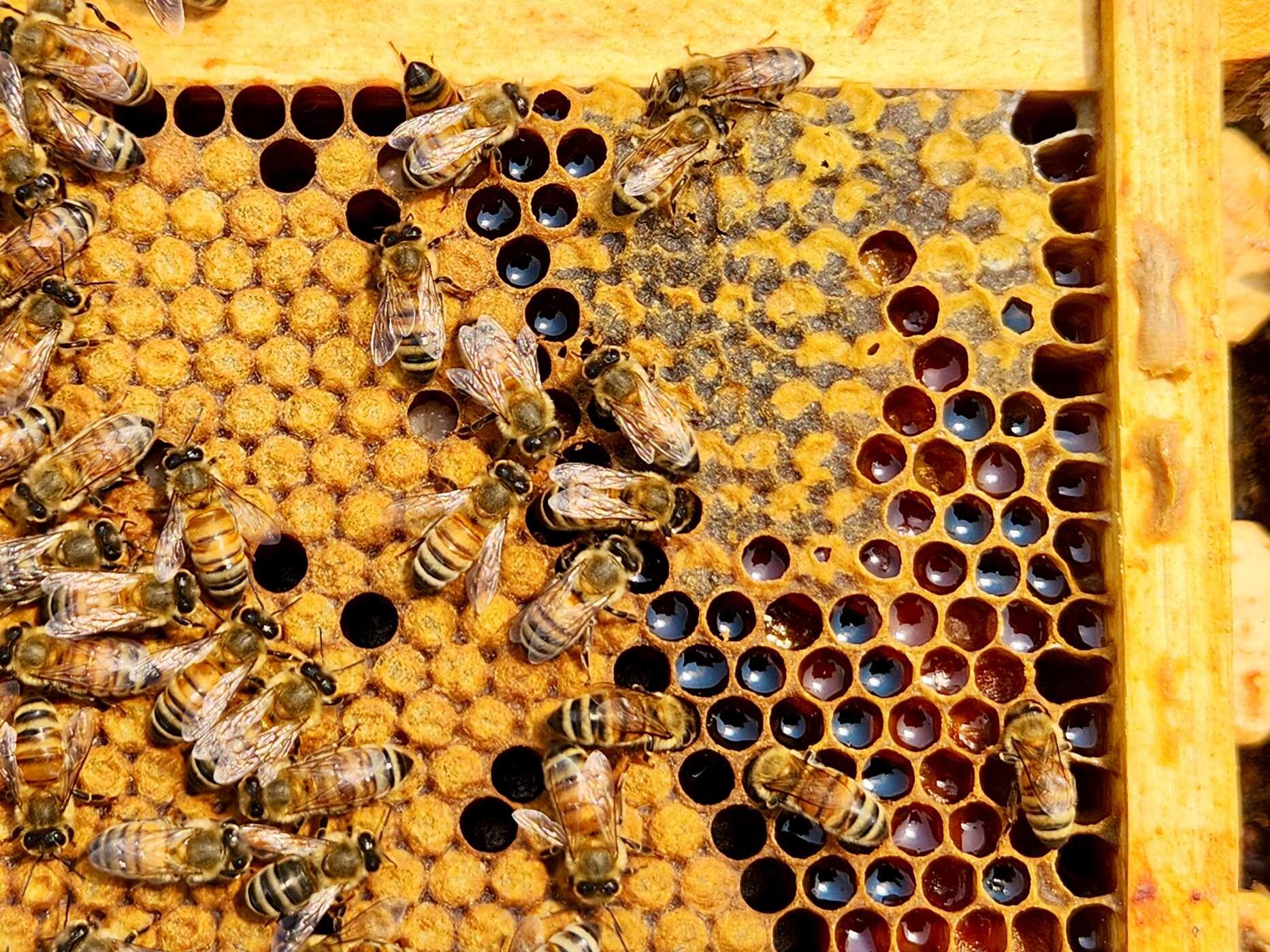Beekeeping Today