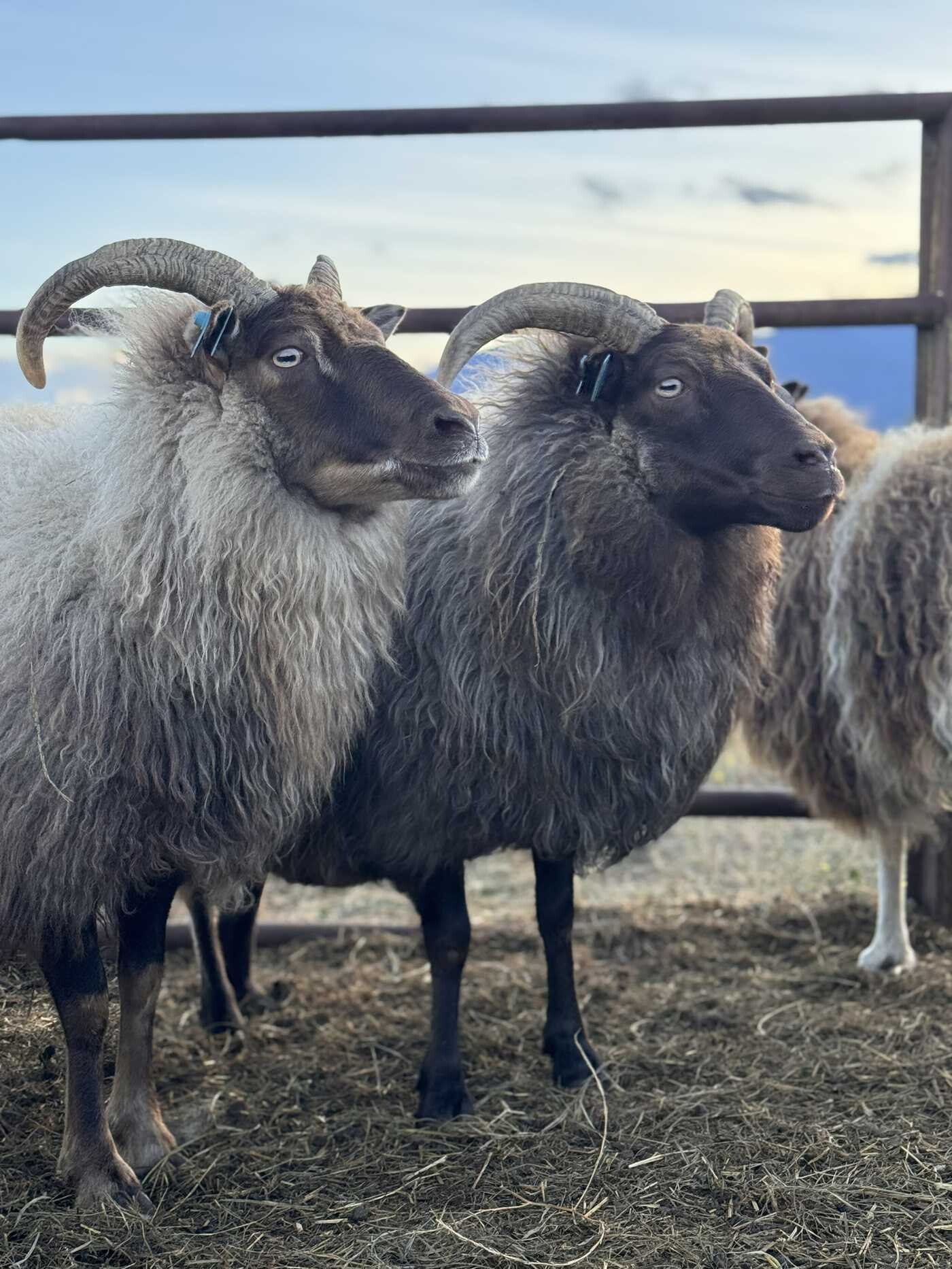 Natural Sheep Handbook
