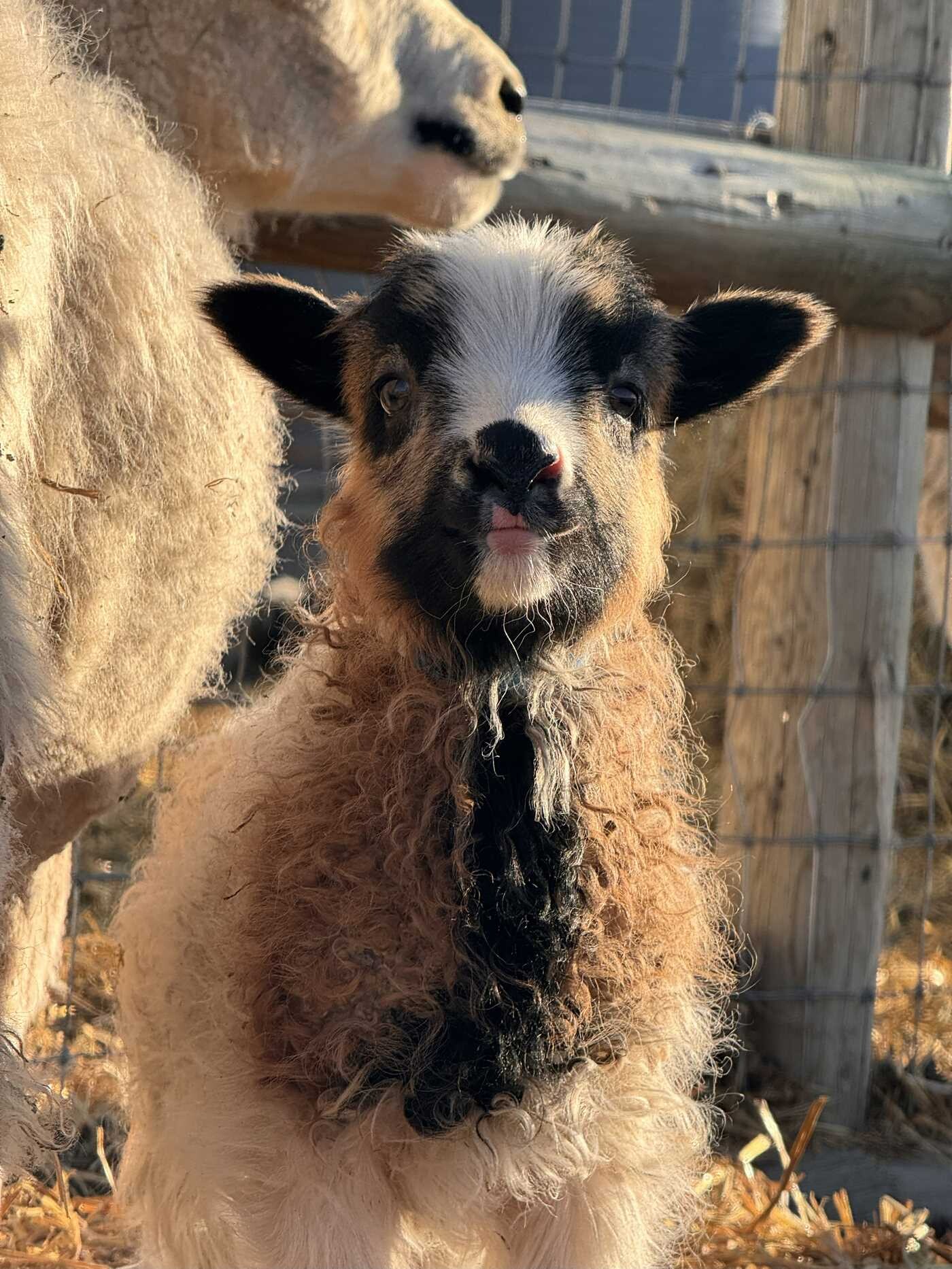 Natural Sheep Handbook