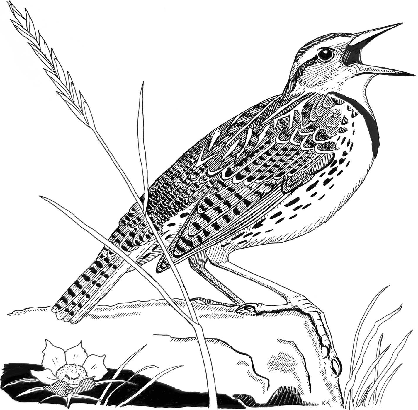 Birding with Theodore Roosevelt