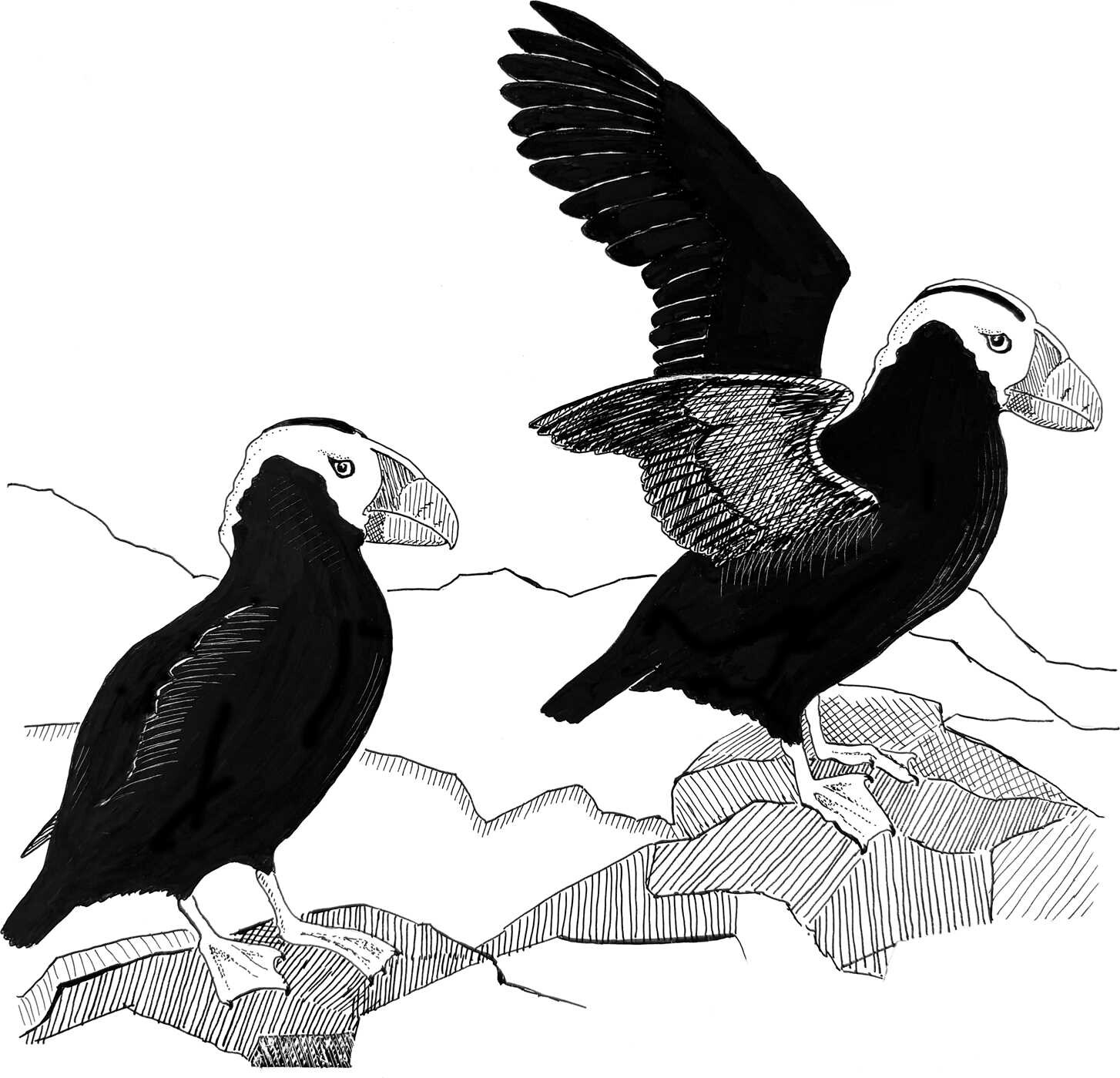 Birding with Theodore Roosevelt