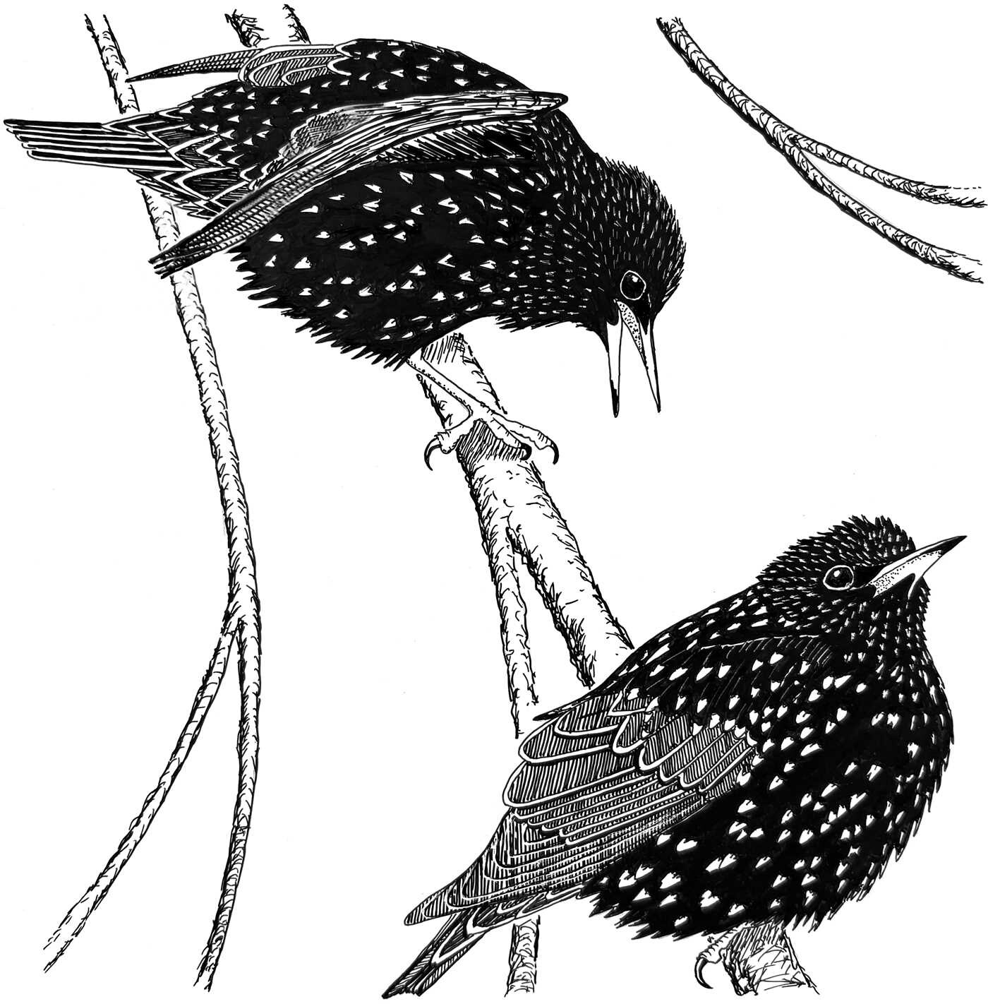 Birding with Theodore Roosevelt