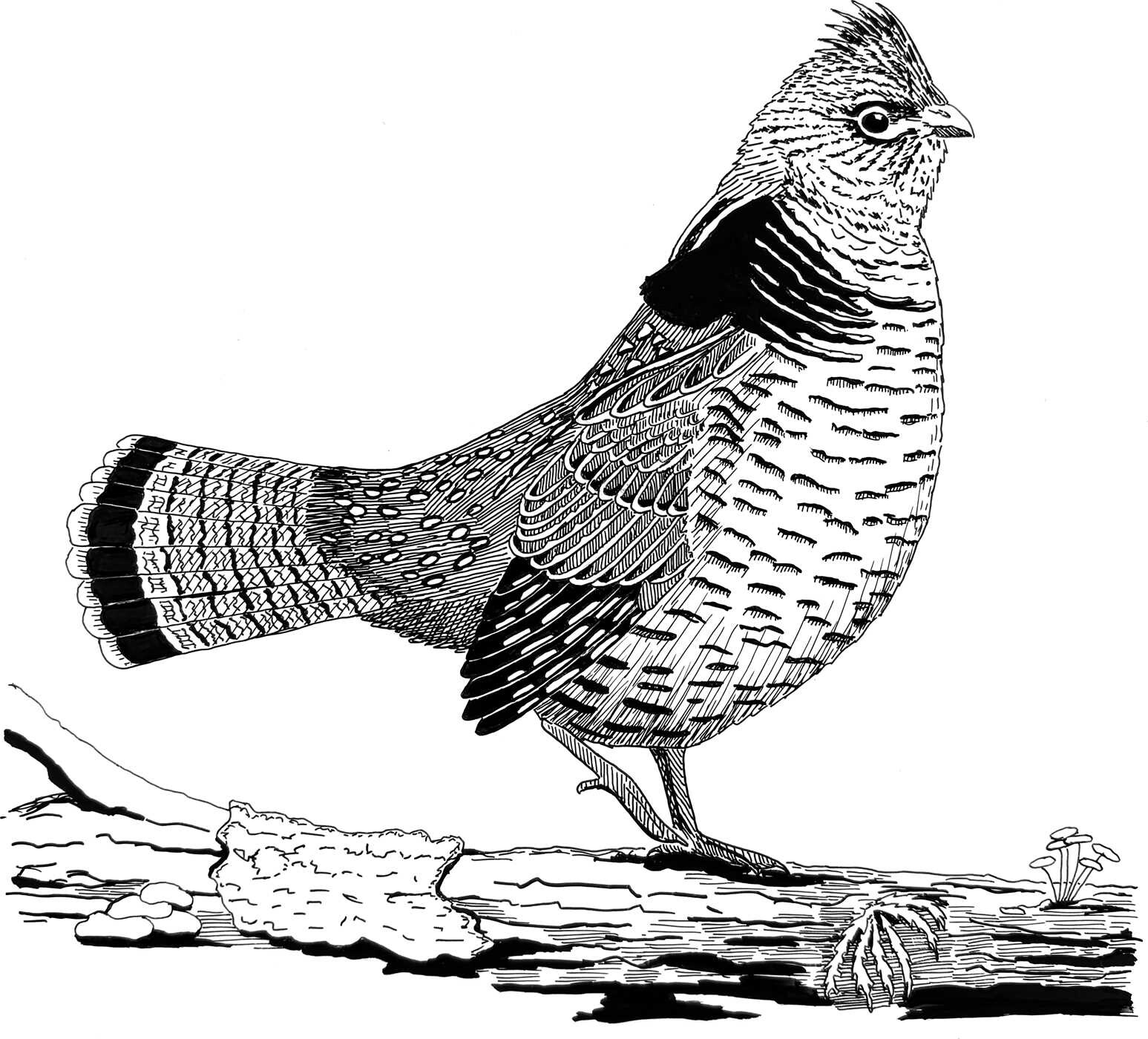 Birding with Theodore Roosevelt
