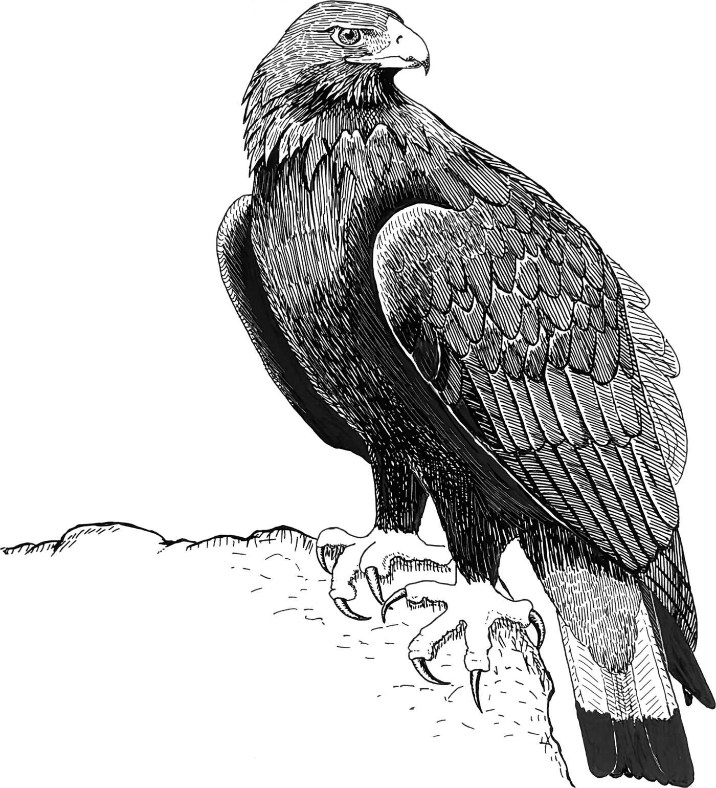 Birding with Theodore Roosevelt