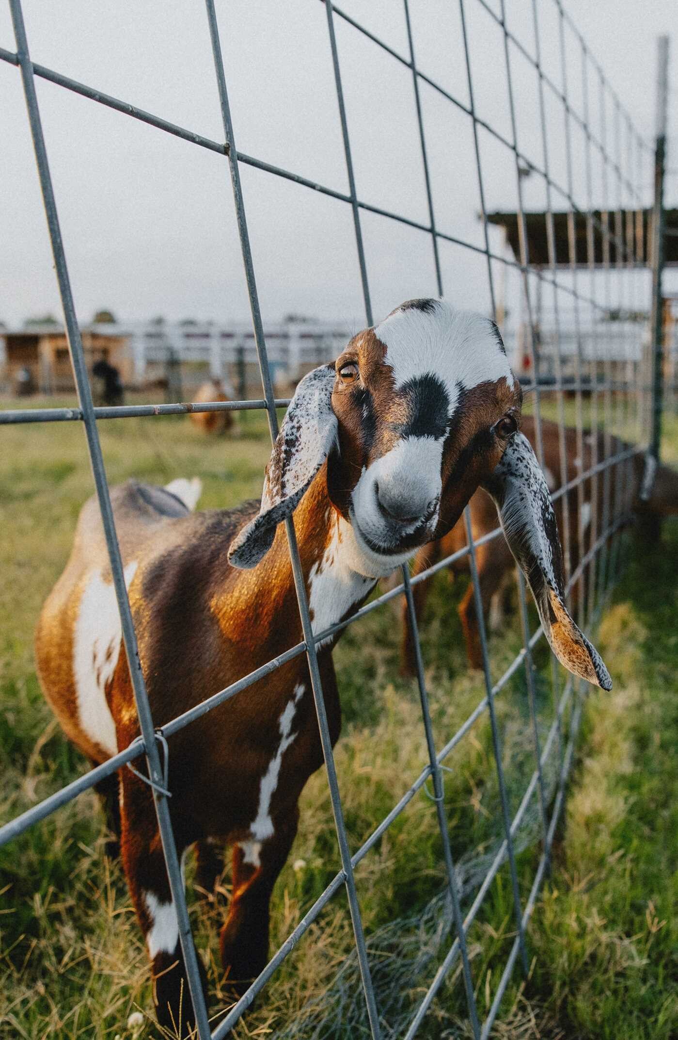 Homesteader's Natural Dairy Goat Handbook