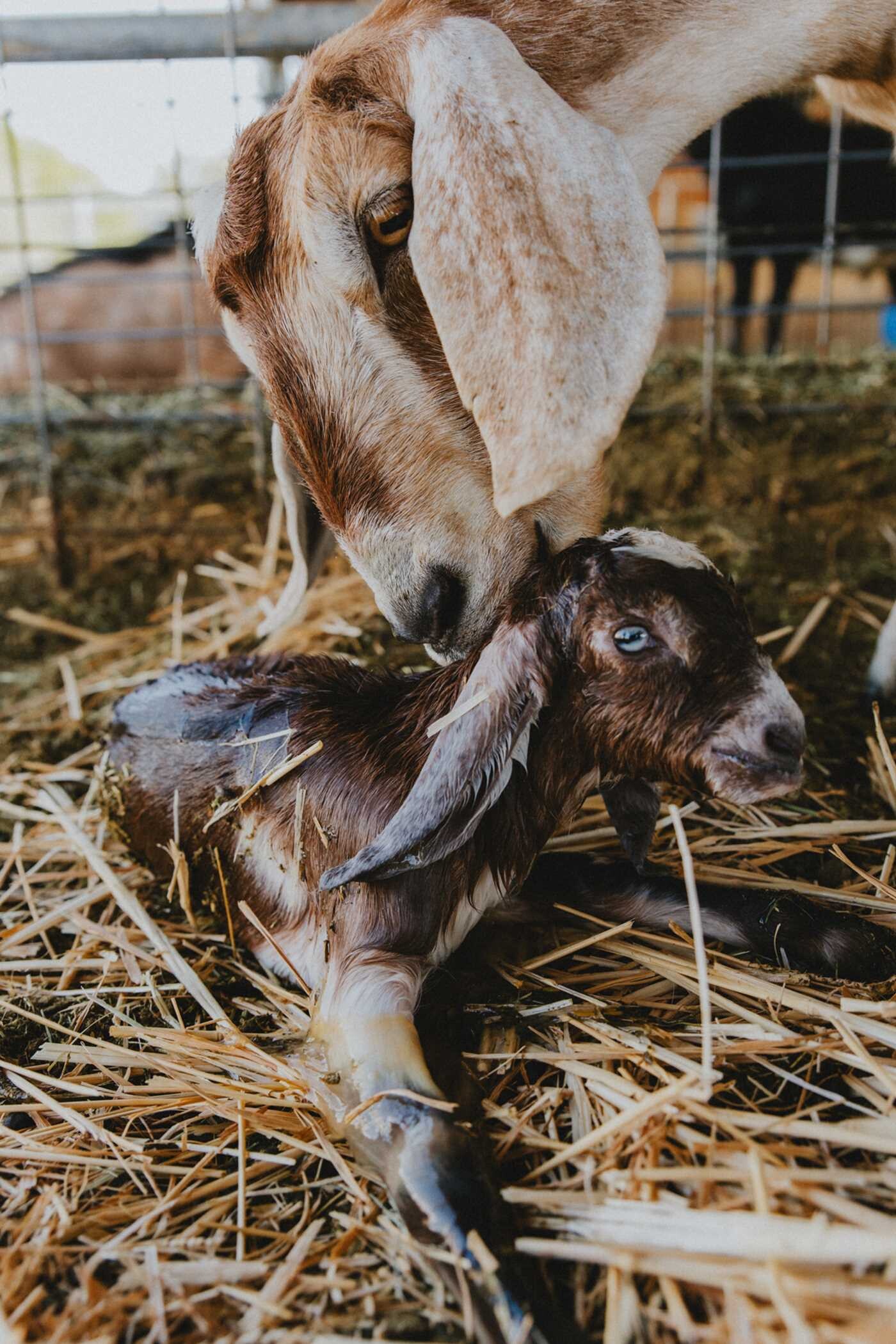 Homesteader's Natural Dairy Goat Handbook