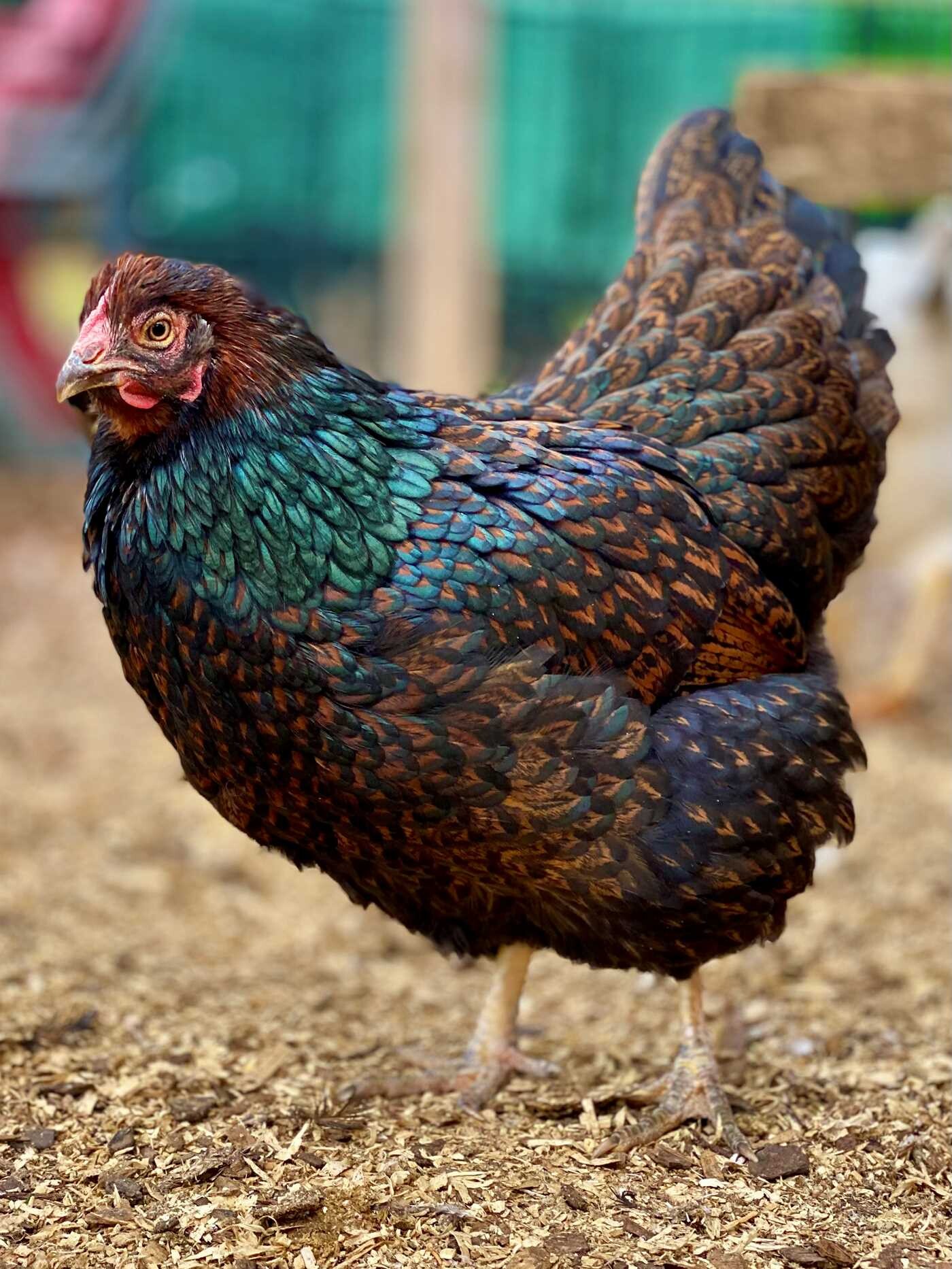 Chicken Ladies' Guide to Life with Chickens