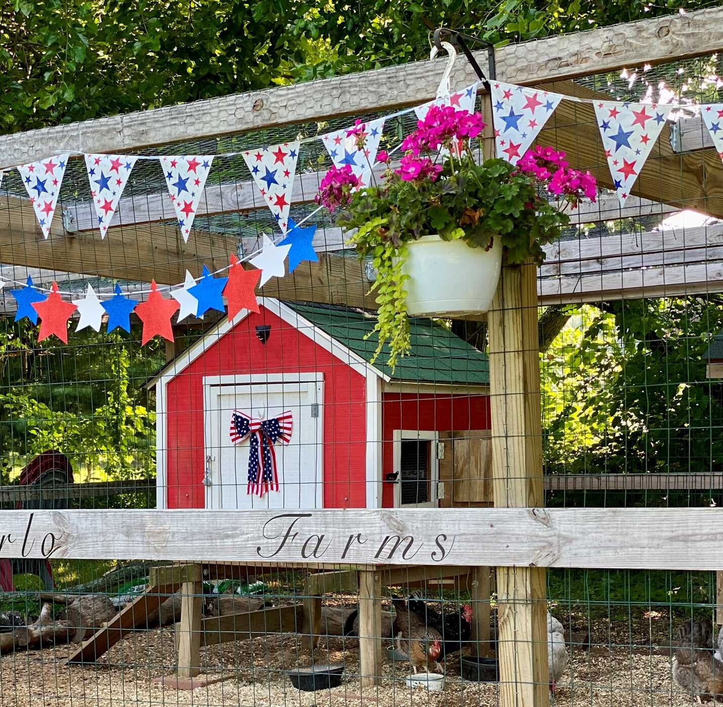 Chicken Ladies' Guide to Life with Chickens