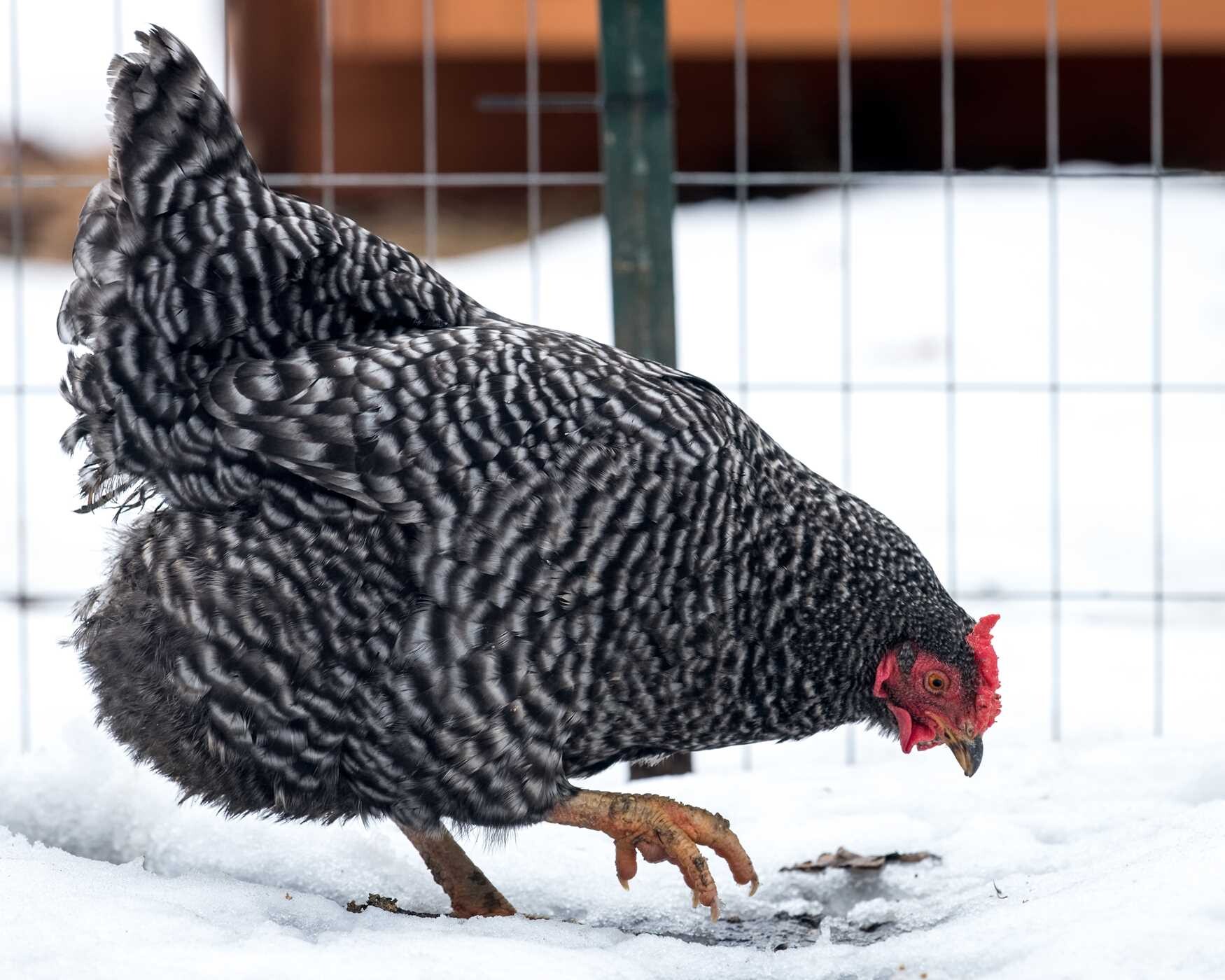 Chicken Ladies' Guide to Life with Chickens
