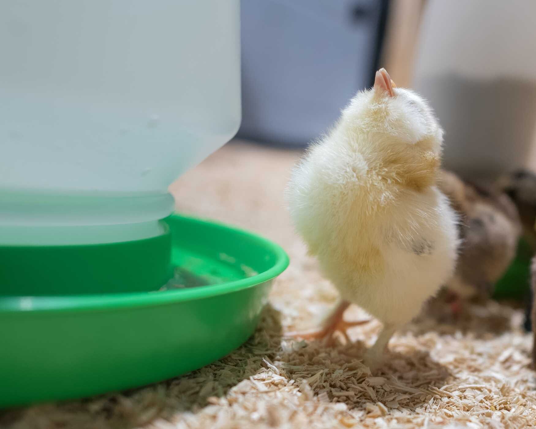 Chicken Ladies' Guide to Life with Chickens