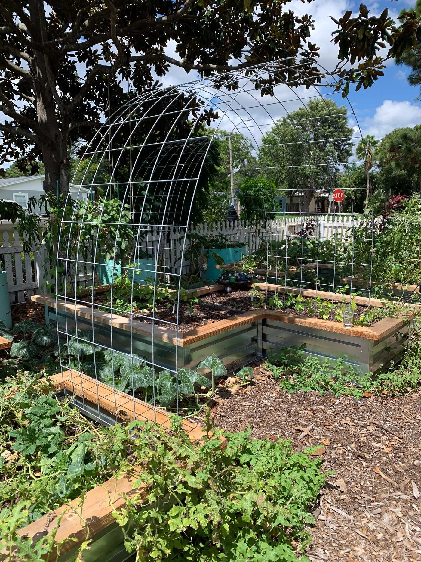 Urban Harvest Guide