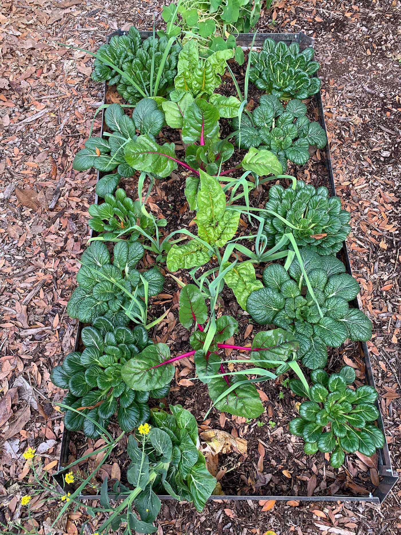 Urban Harvest Guide