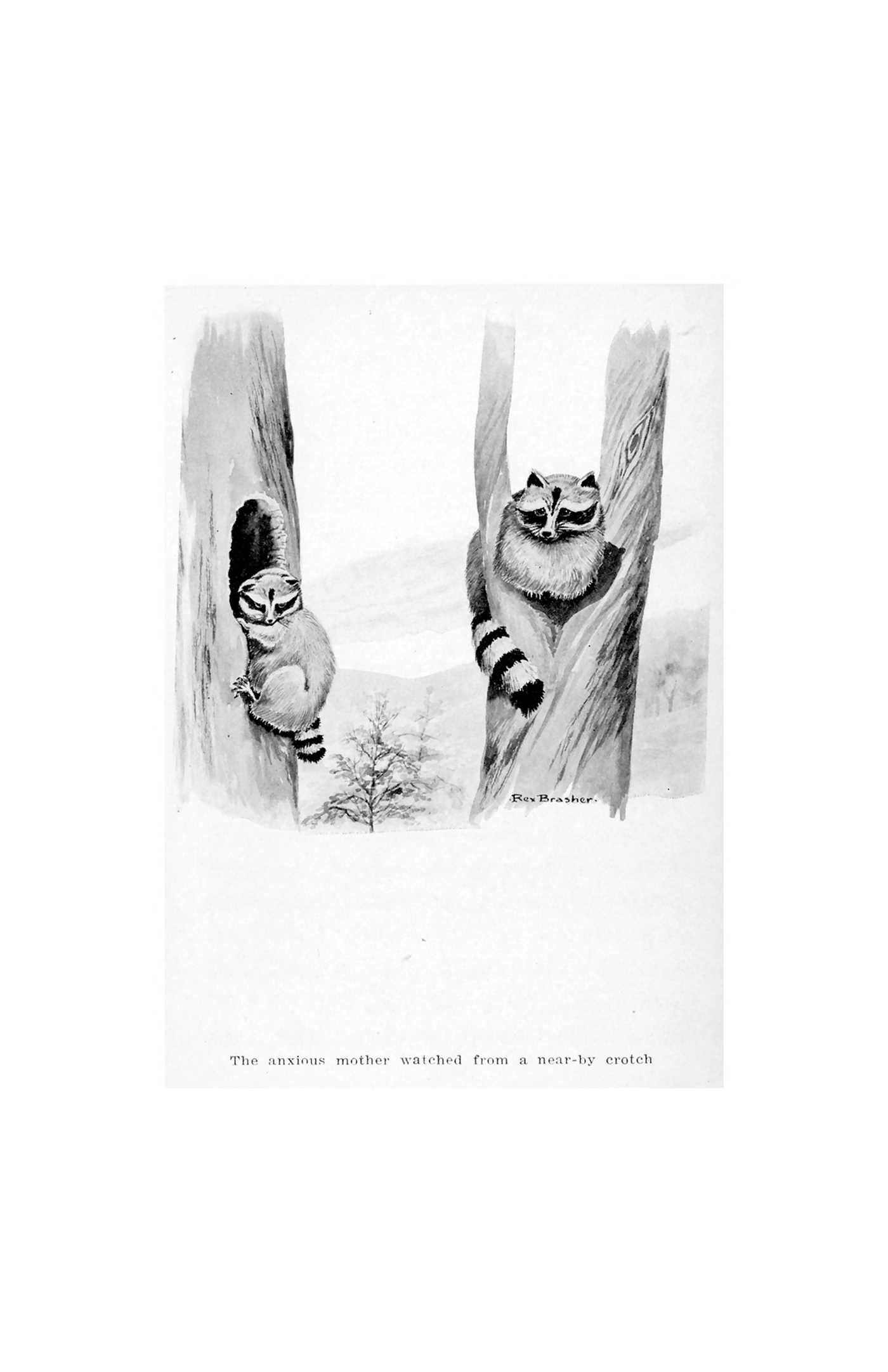 Secrets of the Friendly Woods