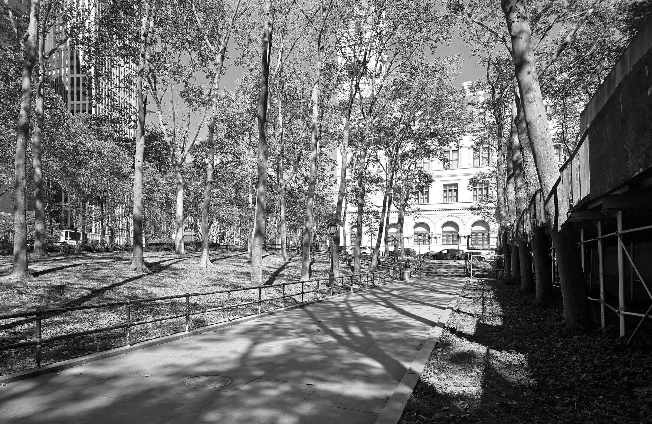 Brooklyn Ashes