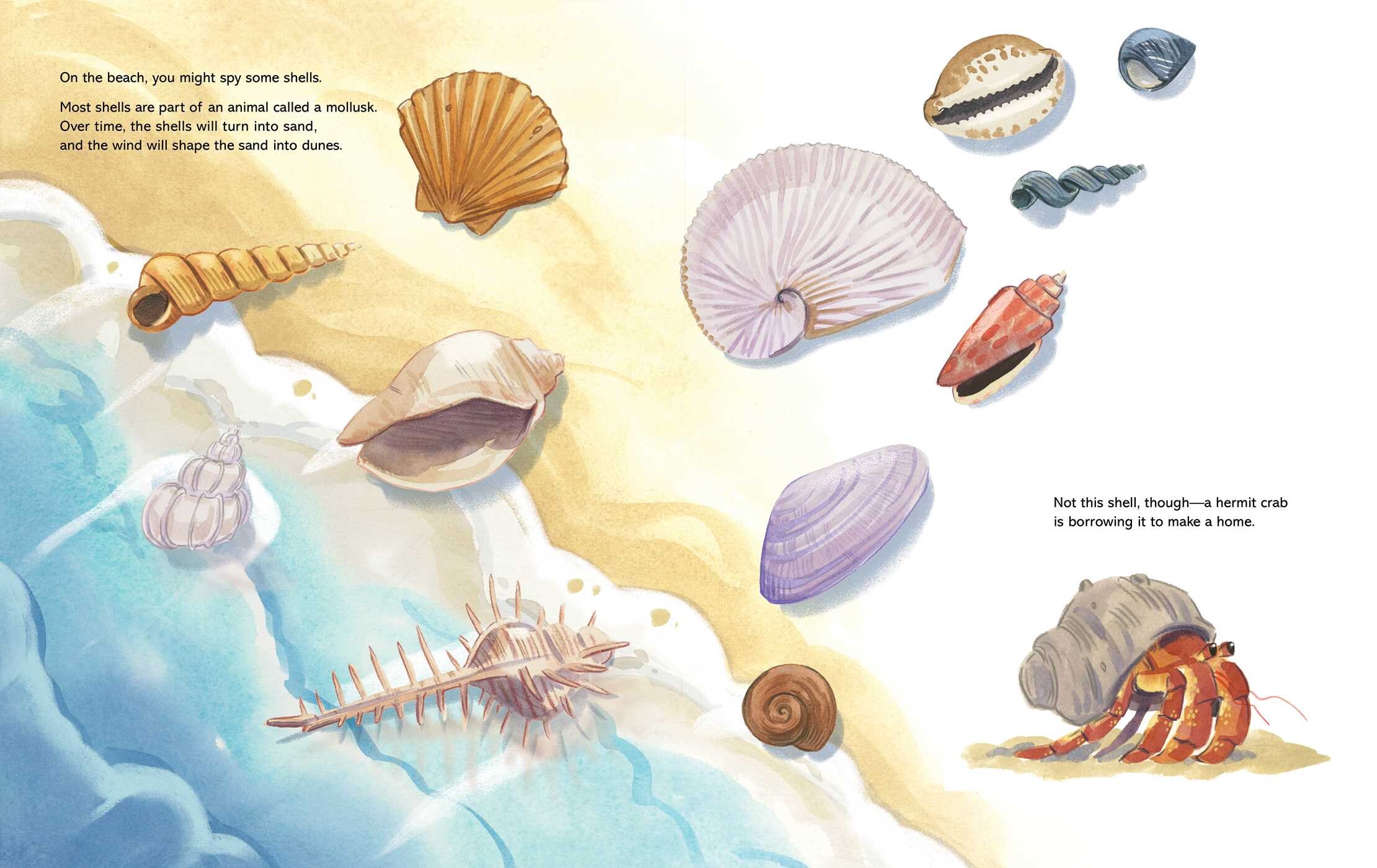 Coastal Creatures (A Nonfiction Animal Picture Book with Gatefold for Kids)