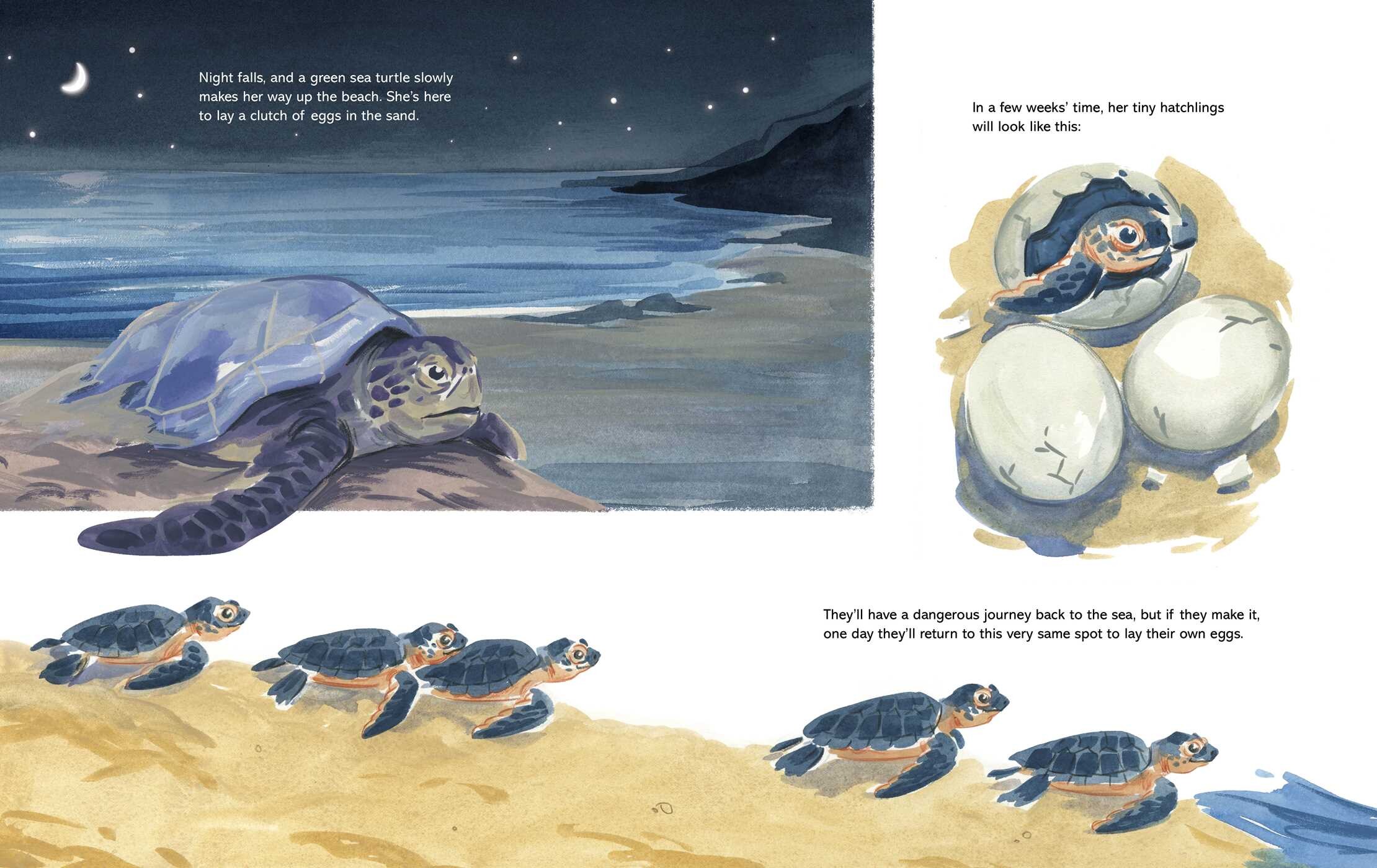 Coastal Creatures (A Nonfiction Animal Picture Book with Gatefold for Kids)
