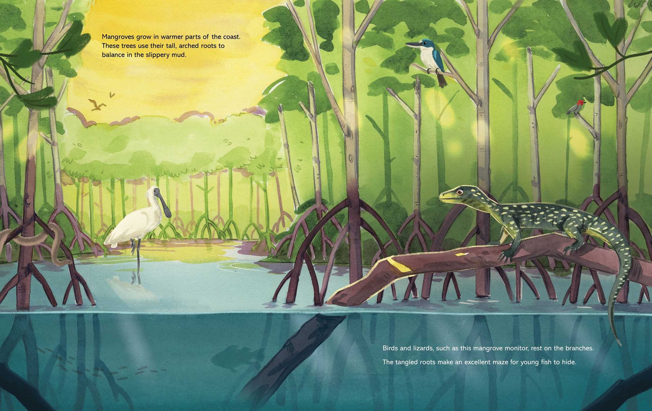 Coastal Creatures (A Nonfiction Animal Picture Book with Gatefold for Kids)