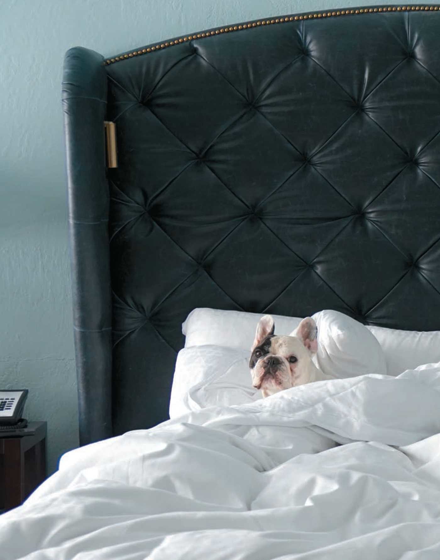 Manny the Frenchie's Art of Happiness