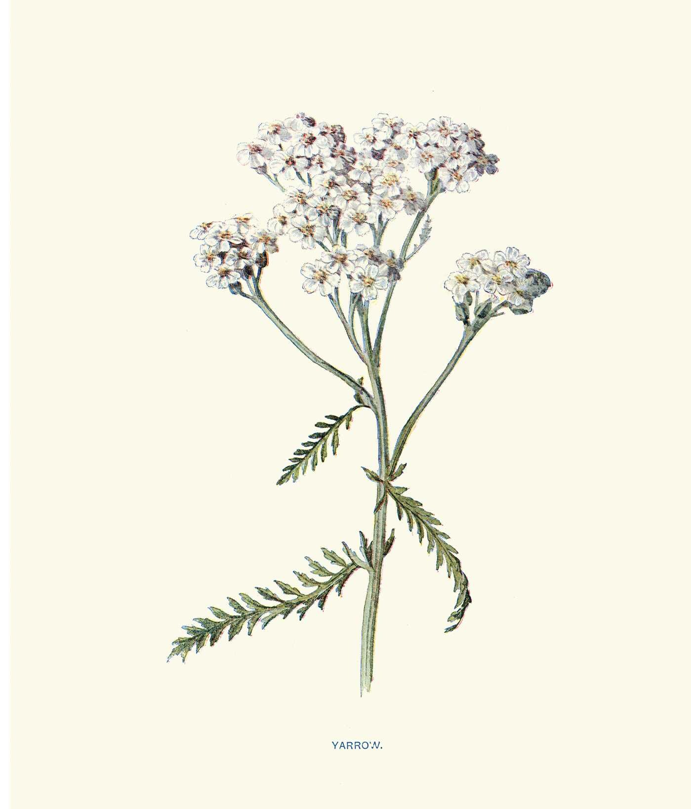 Instant Wall Art: Beautiful Botanical Prints