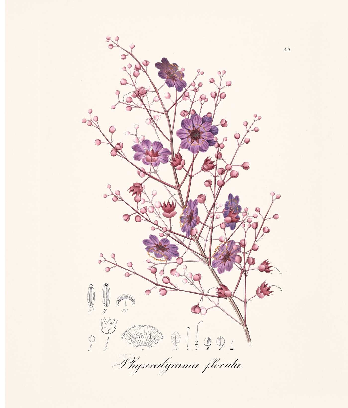 Instant Wall Art: Beautiful Botanical Prints