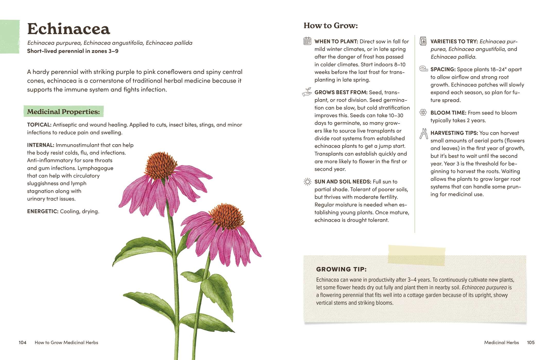 How to Grow Medicinal Herbs