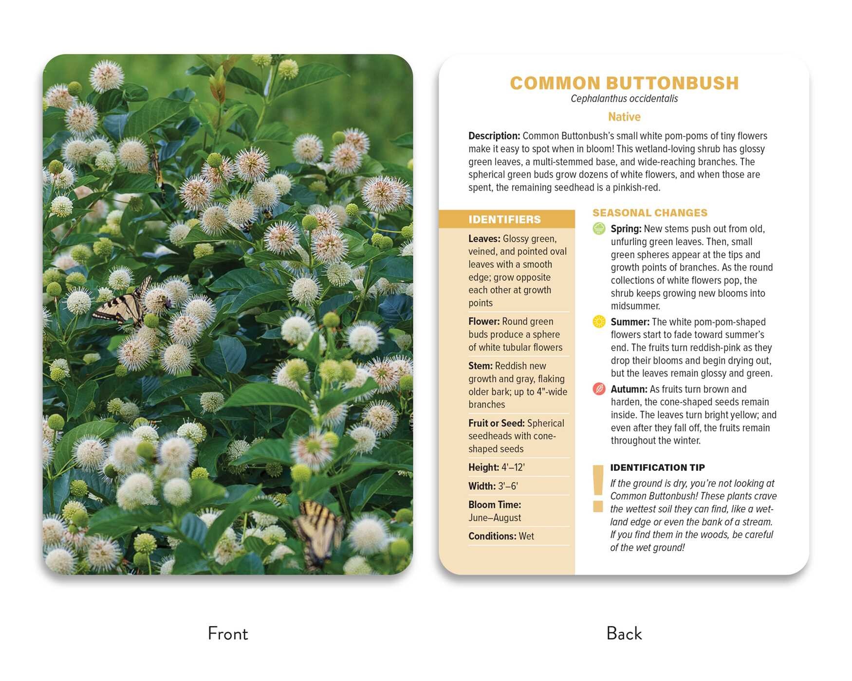 Native Plant Identification Deck: Midwest US