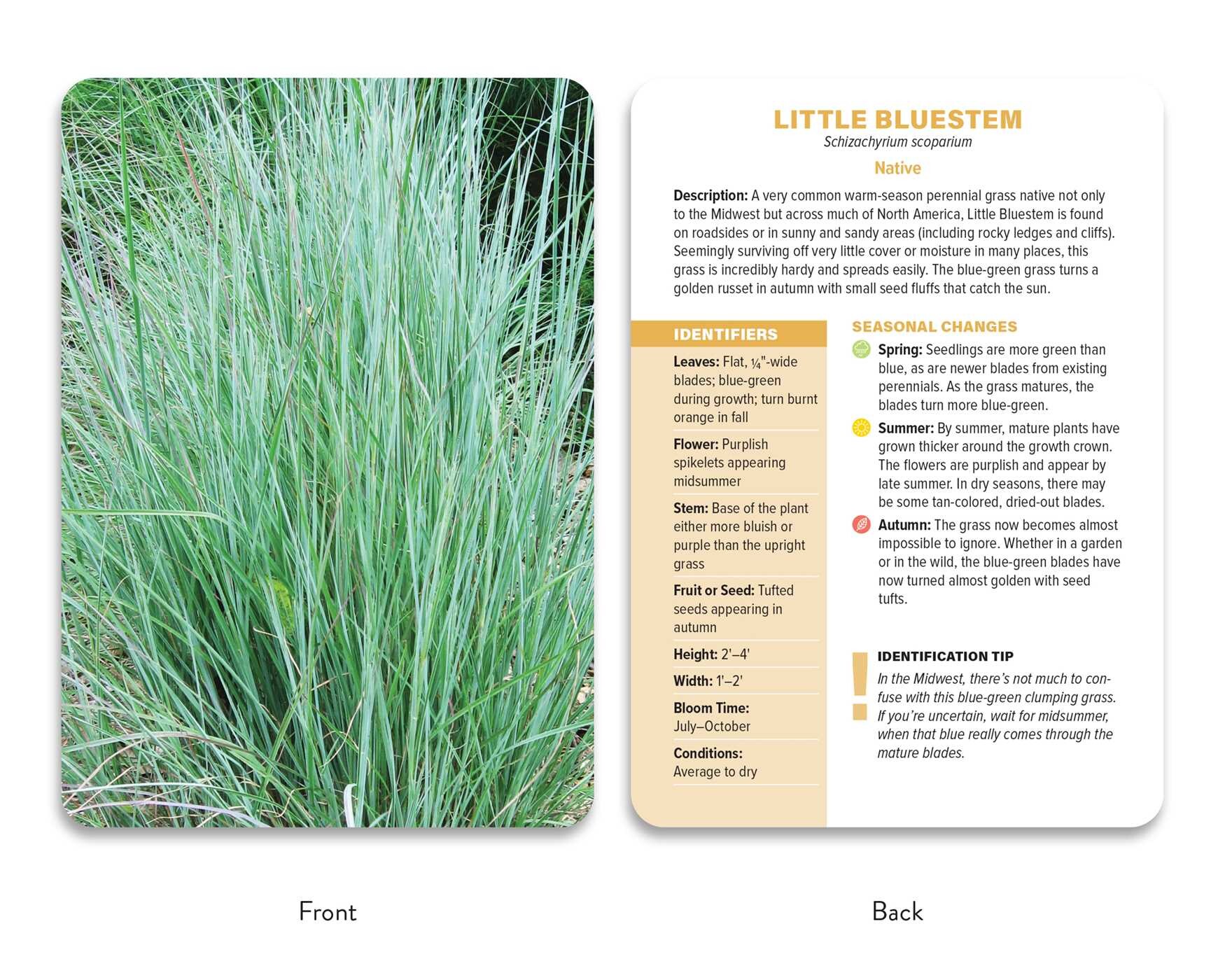 Native Plant Identification Deck: Midwest US