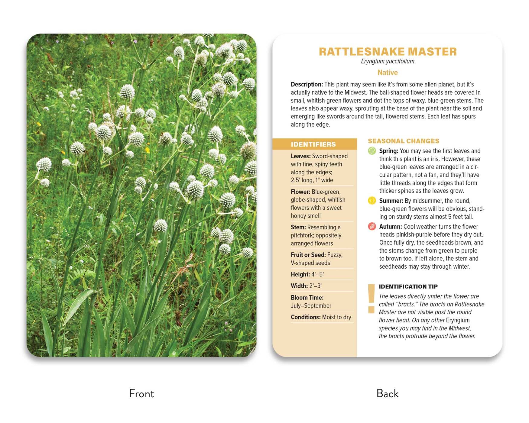 Native Plant Identification Deck: Midwest US