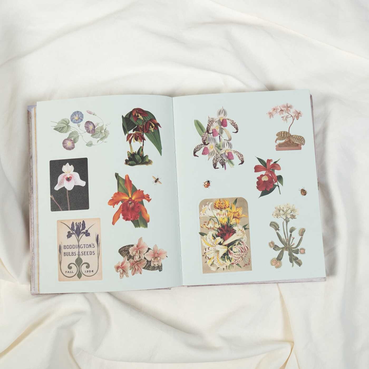 Cabinet of Curiosities II