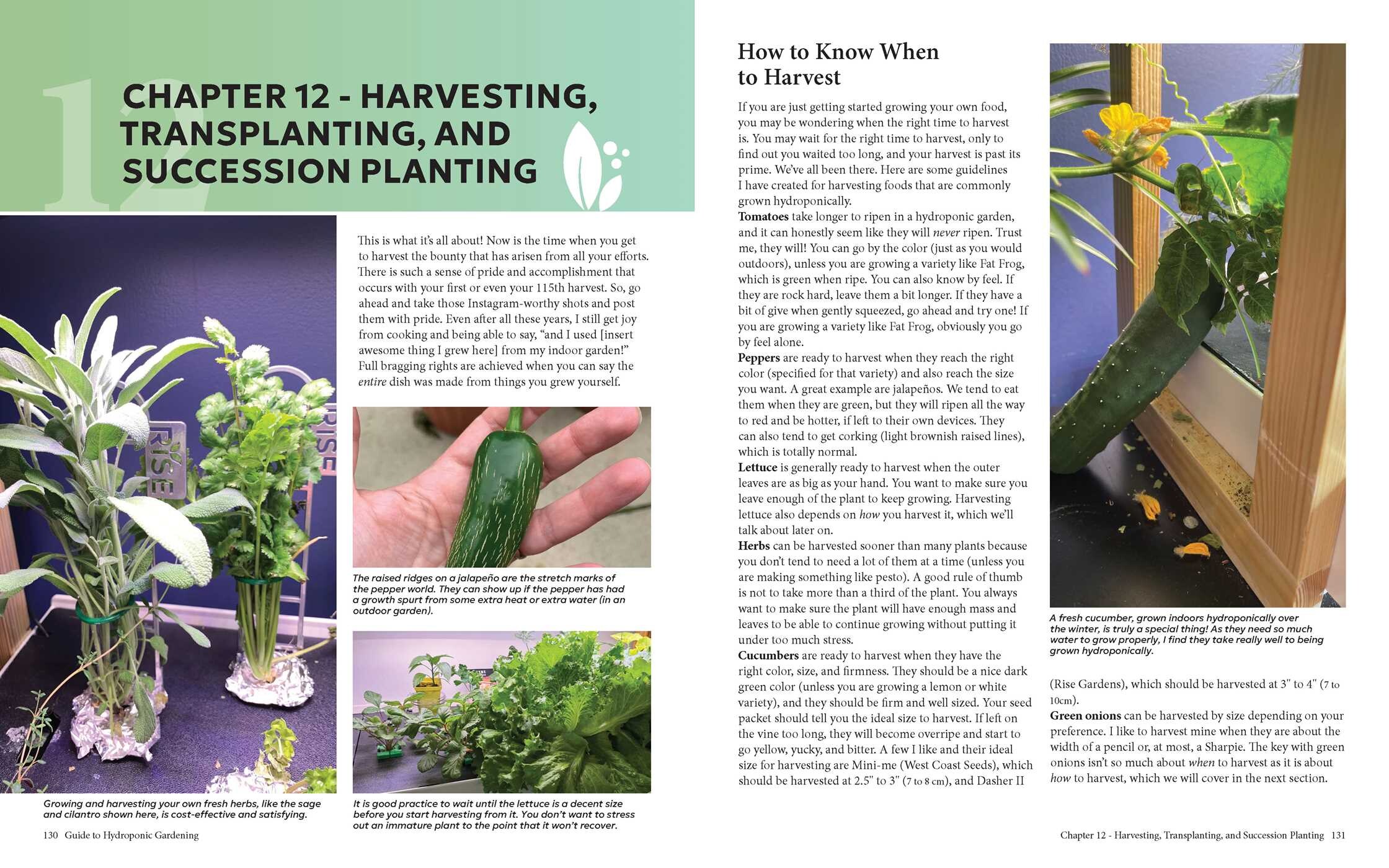 Guide to Hydroponic Gardening