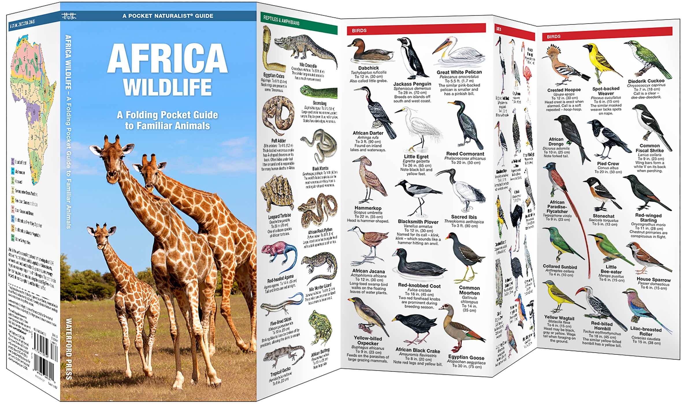 Africa Wildlife