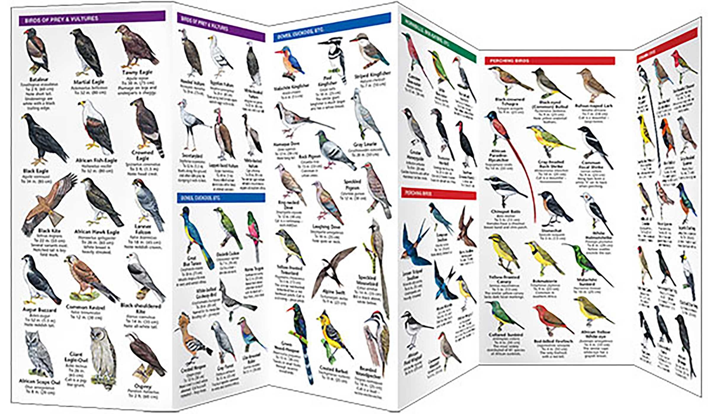 Africa Birds