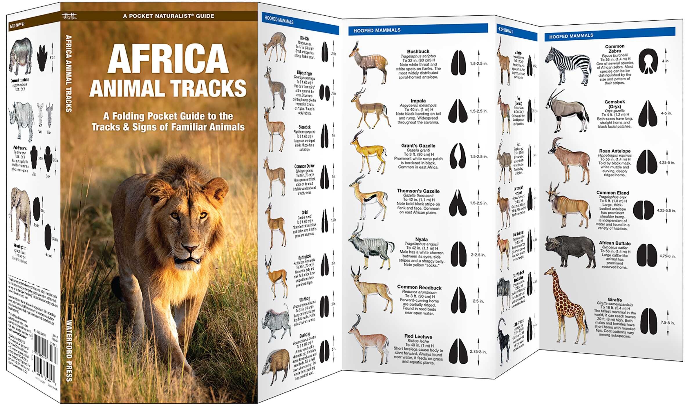 Africa Animal Tracks - Book Summary & Video | Official Publisher Page ...