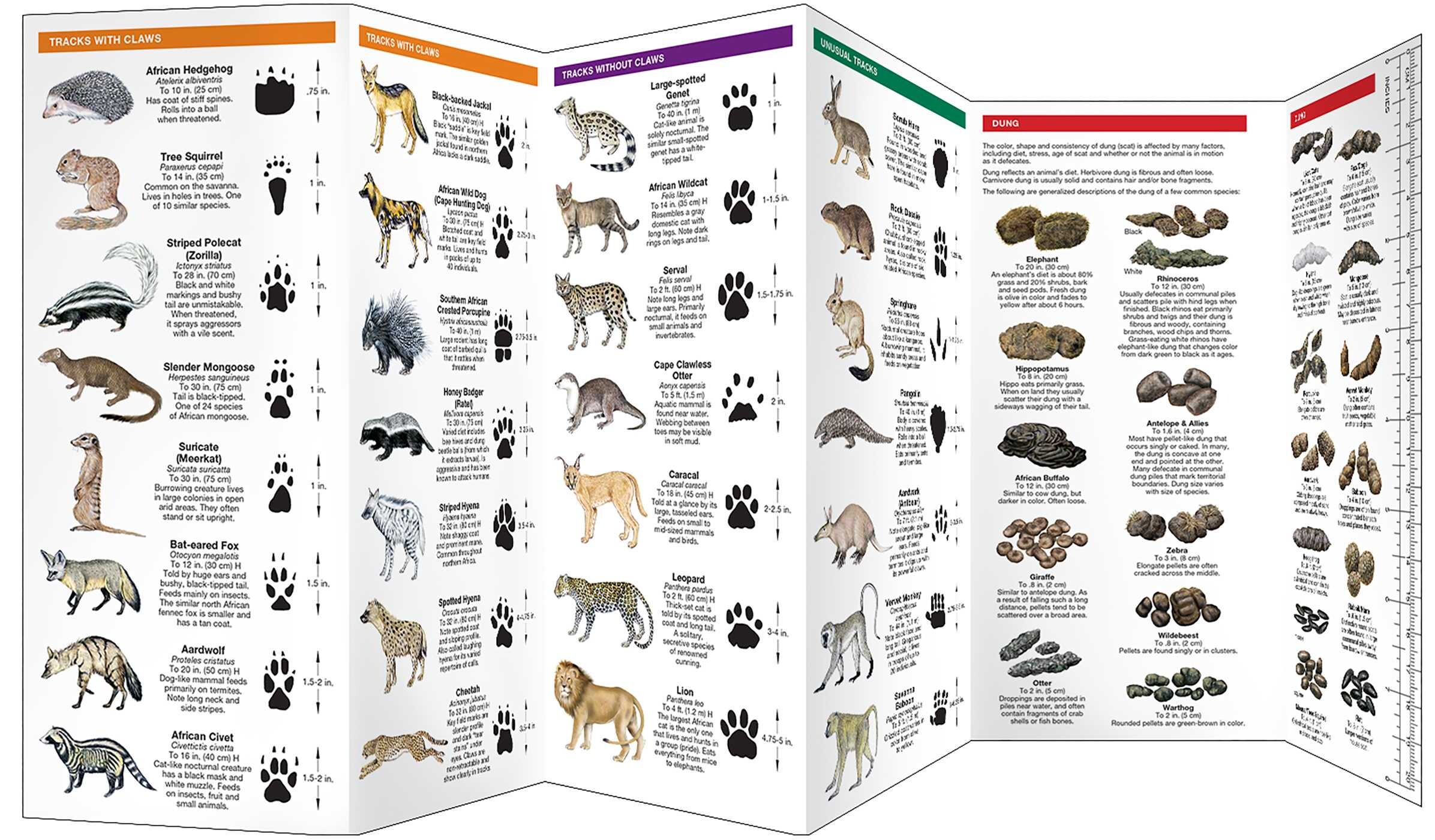 Africa Animal Tracks