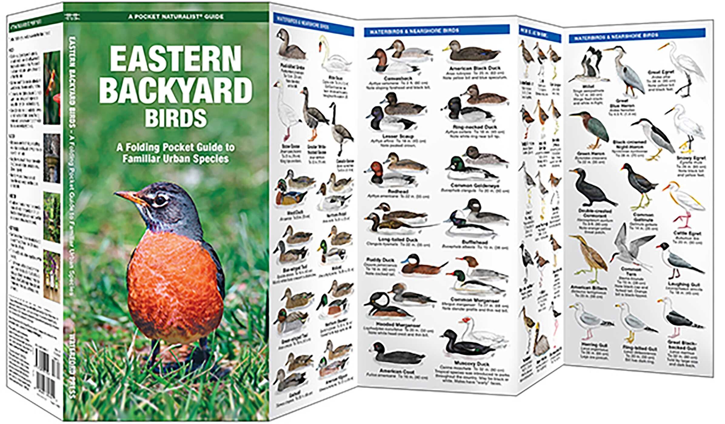 Eastern Backyard Birds