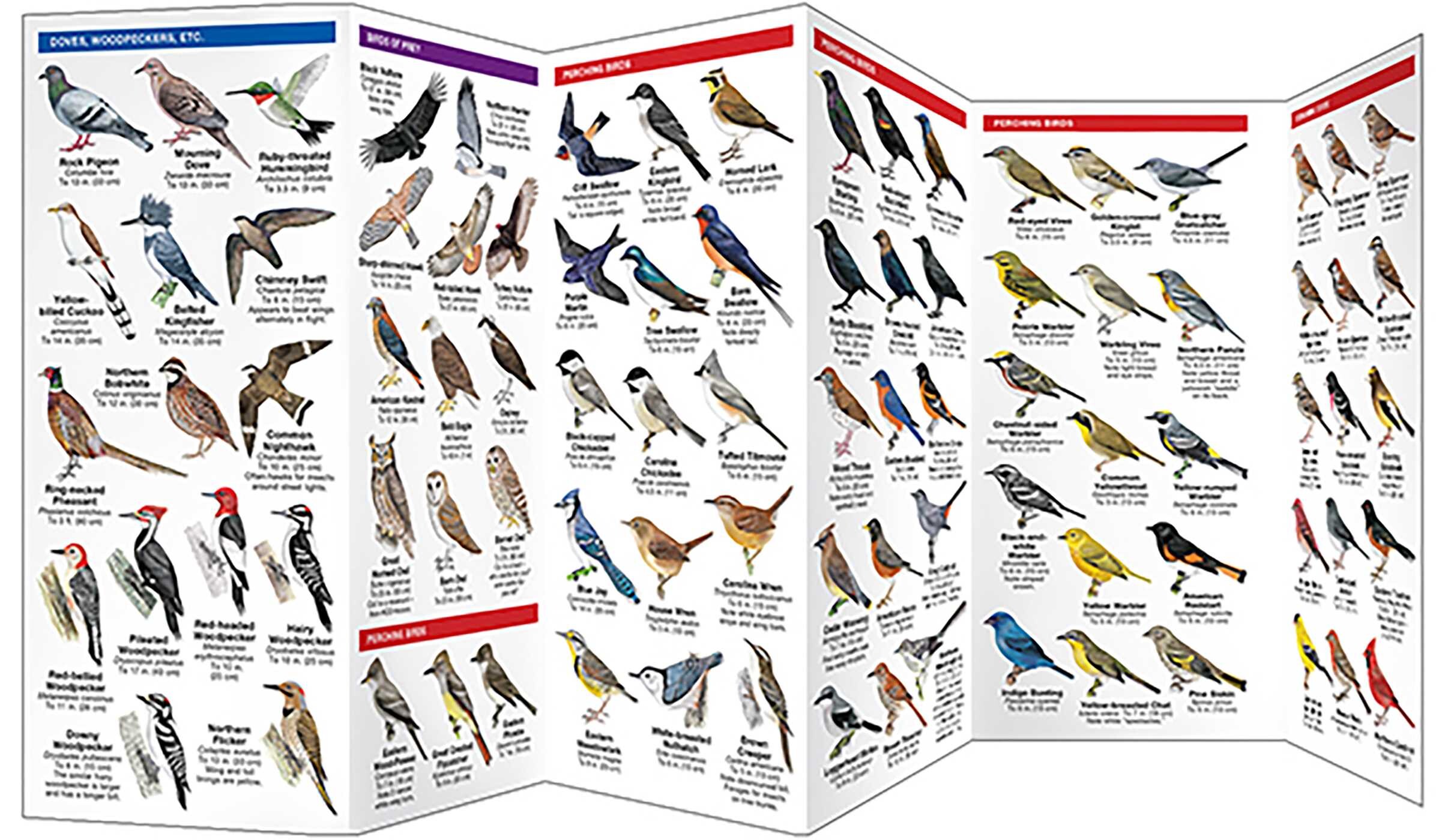 Eastern Backyard Birds