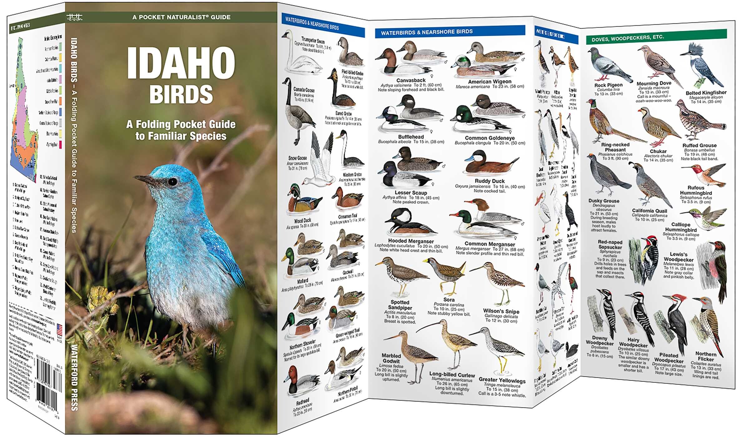 Idaho Birds