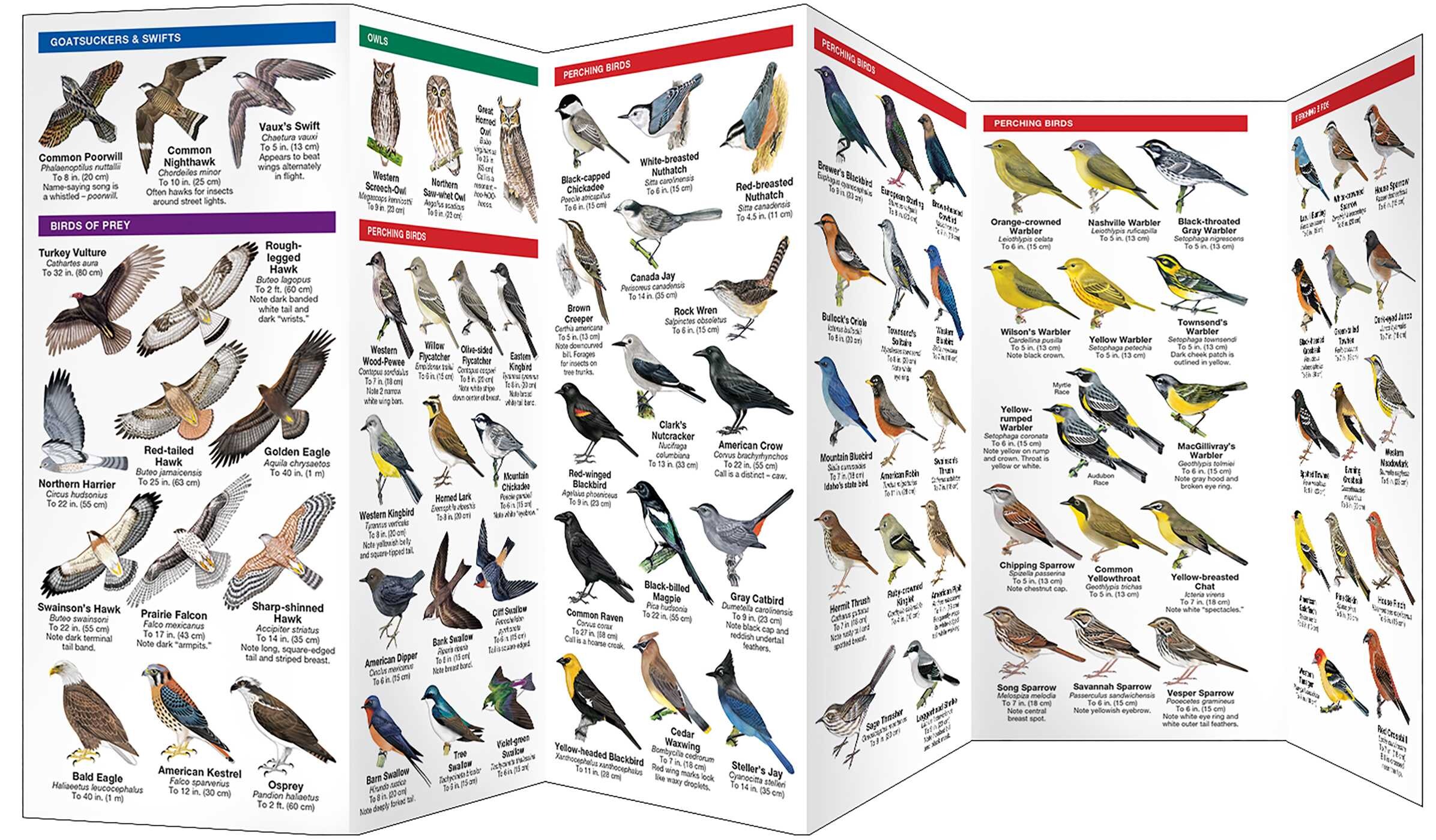 Idaho Birds
