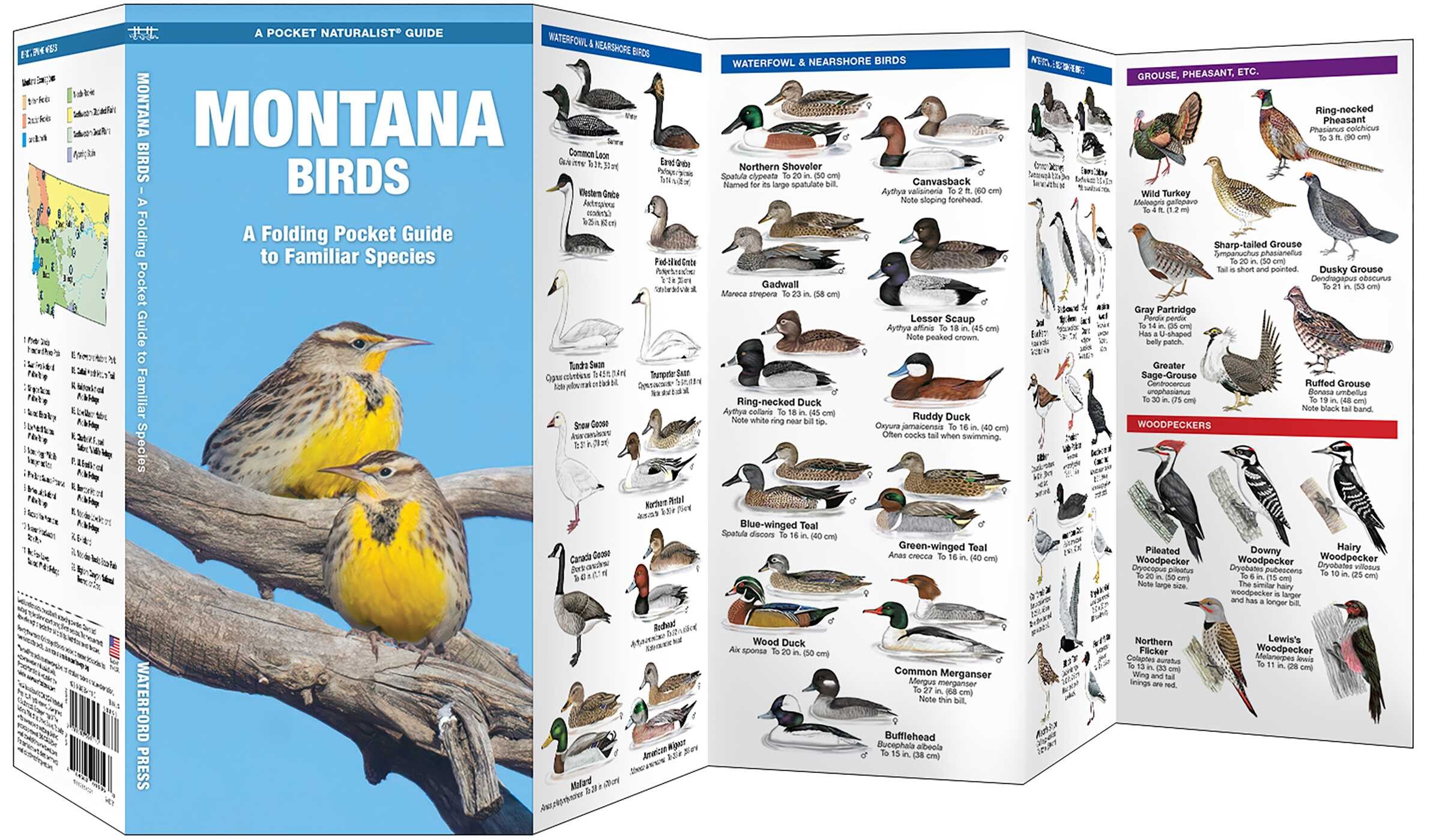 Montana Birds
