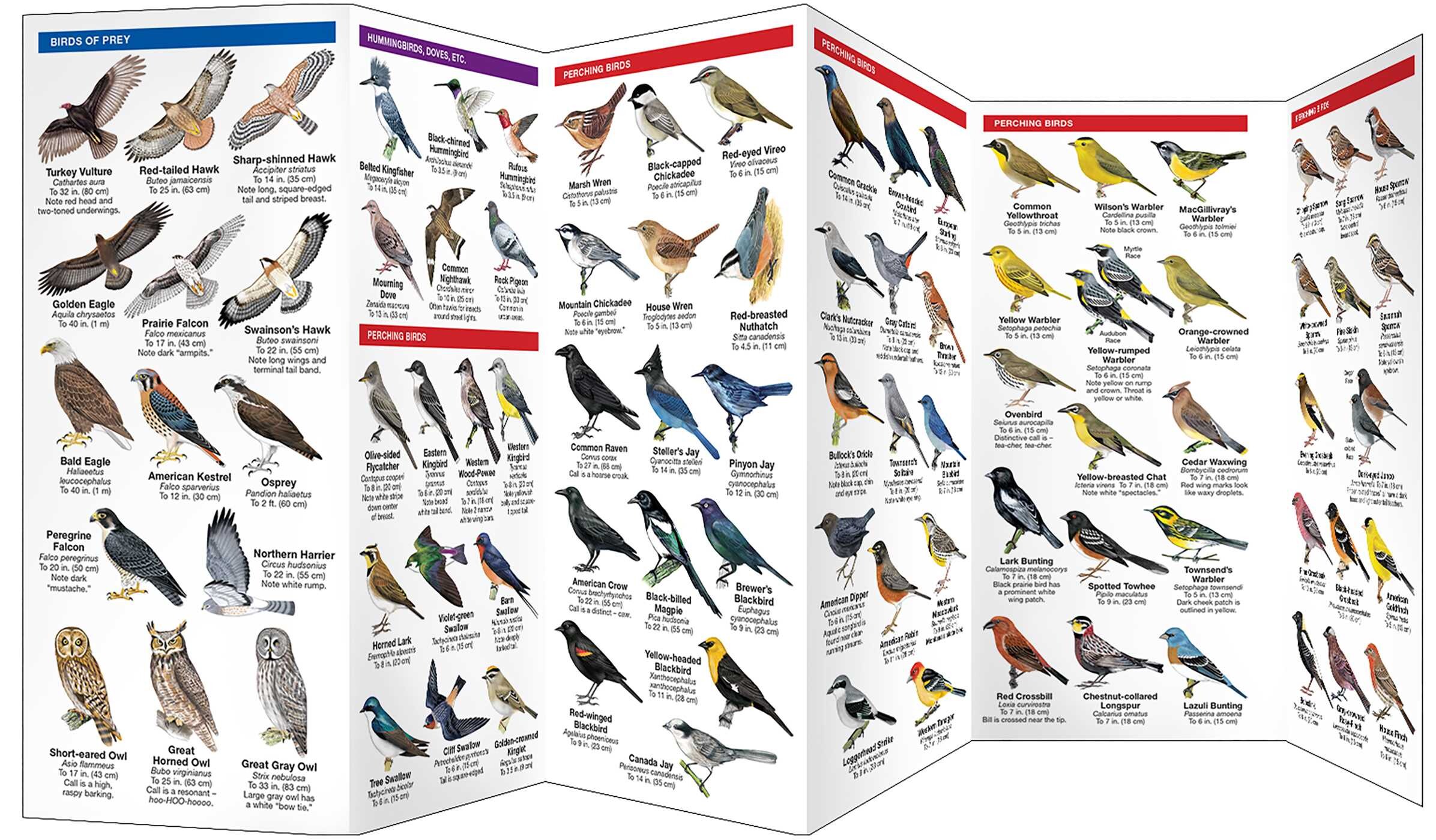 Montana Birds