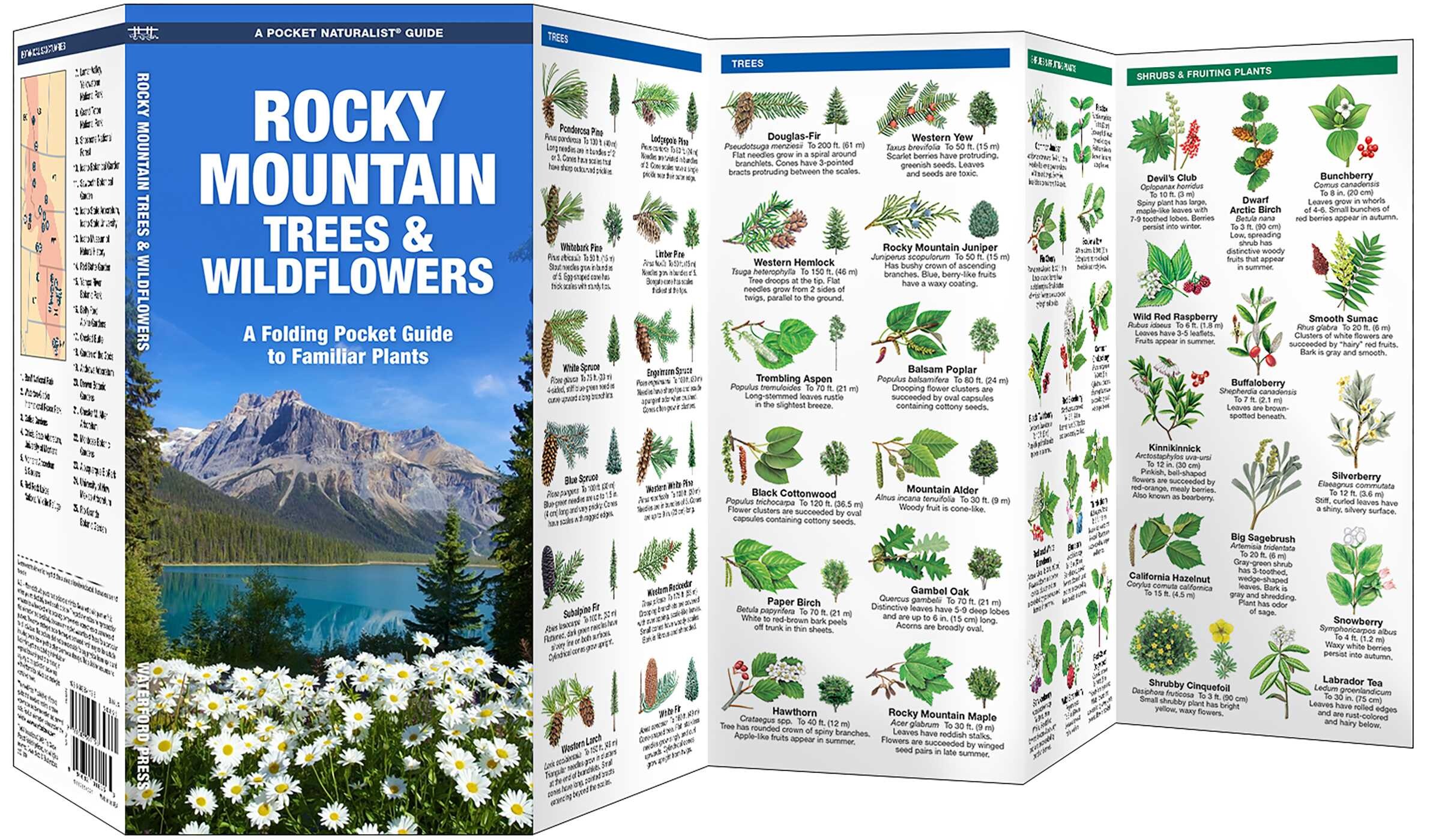 Rocky Mountain Trees & Wildflowers